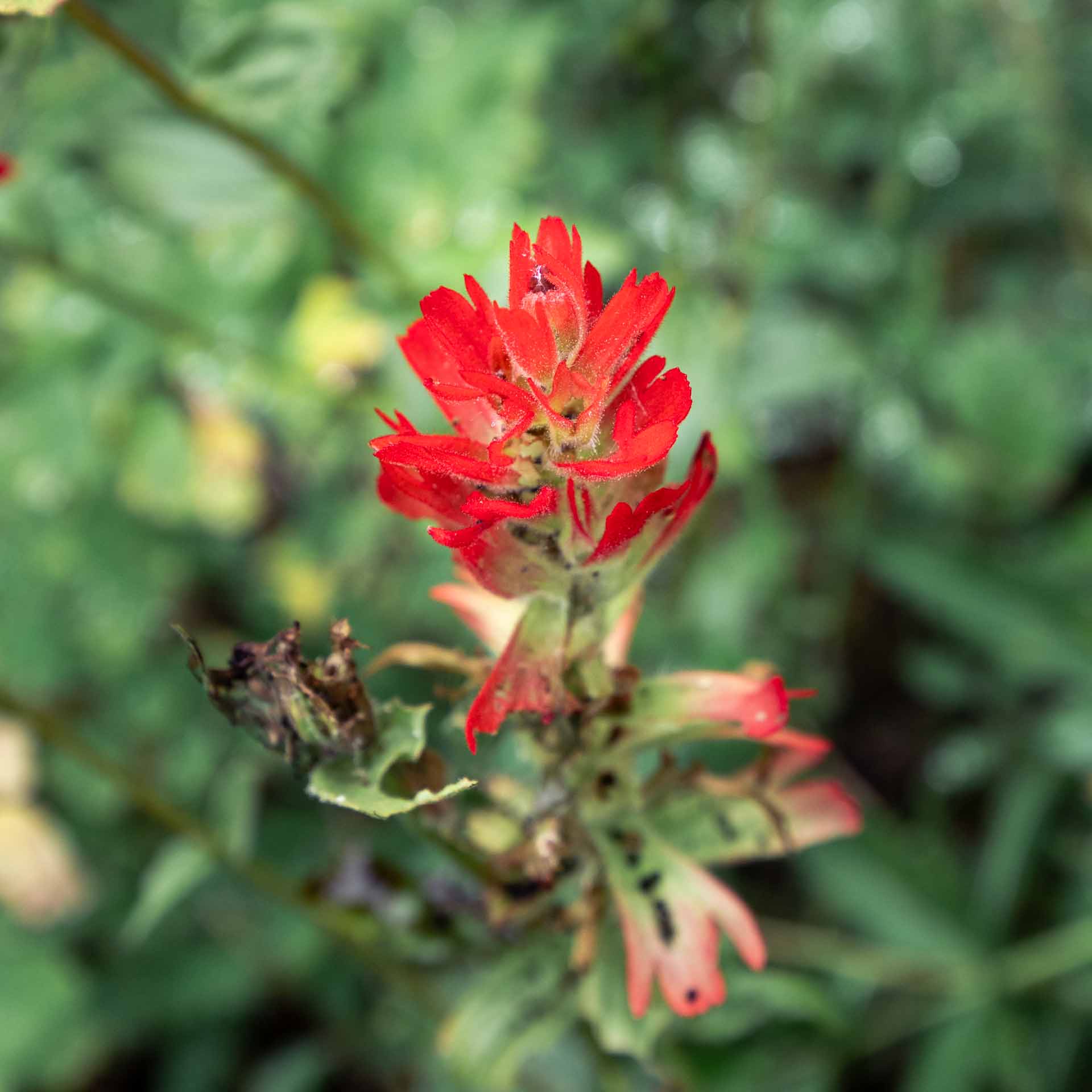 Scarlet Indian Paintbrush