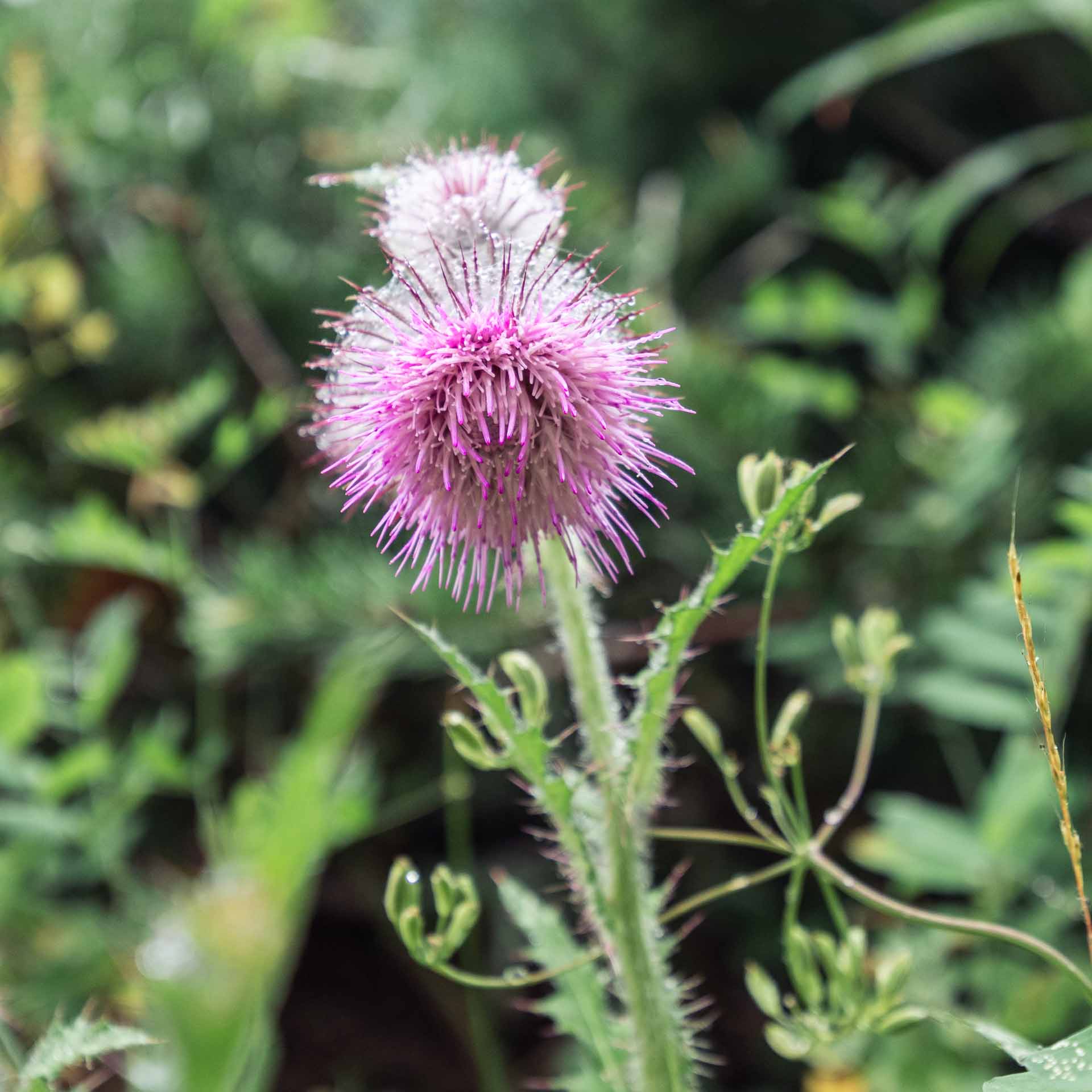 Edible Thistle