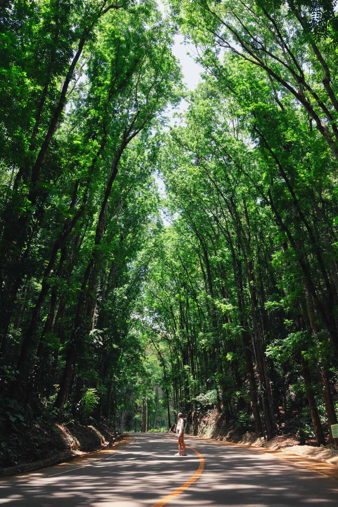 24 Awesome Things to Do in Bohol: Complete Guide 59 Bilar Man made forest in Bohol