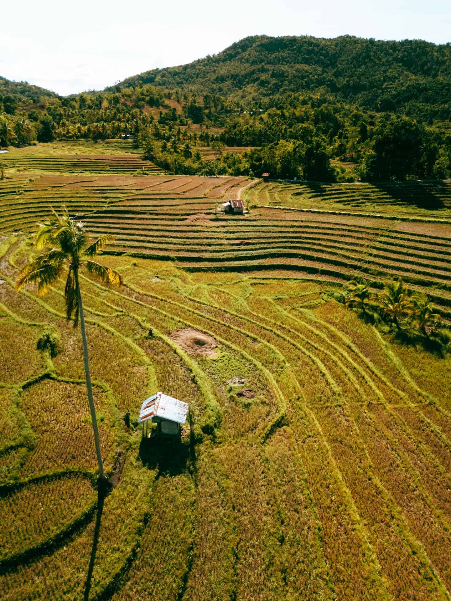 24 Awesome Things to Do in Bohol: Complete Guide 16 Cadapdapan Rice Terraces in Bohol, Philippines