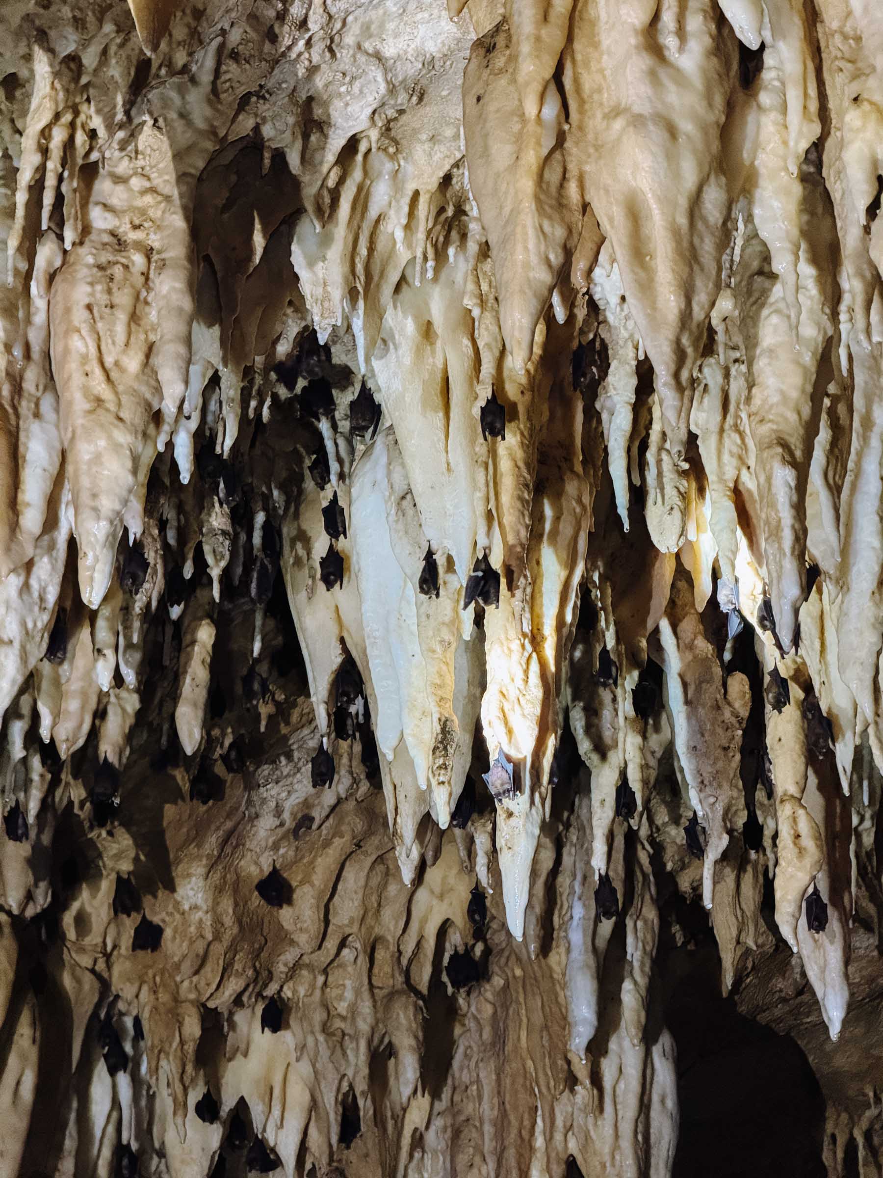 Bats in Somyot Cave in Siargao