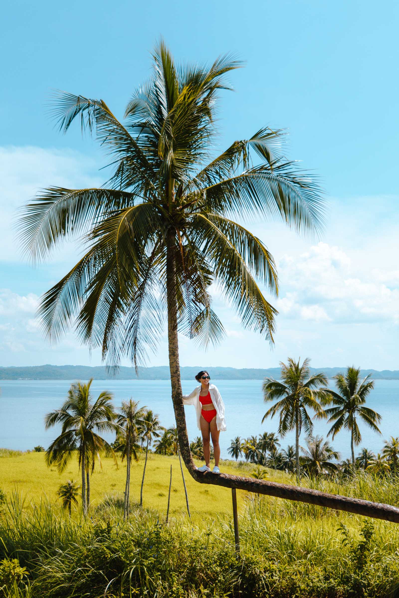 Bent coconut tree on Corregidor Island Siargao