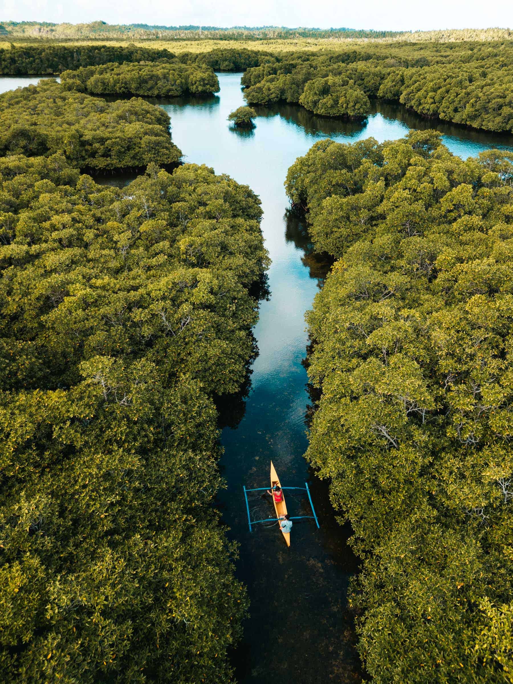 Mangroves at Secret Beach Siargao