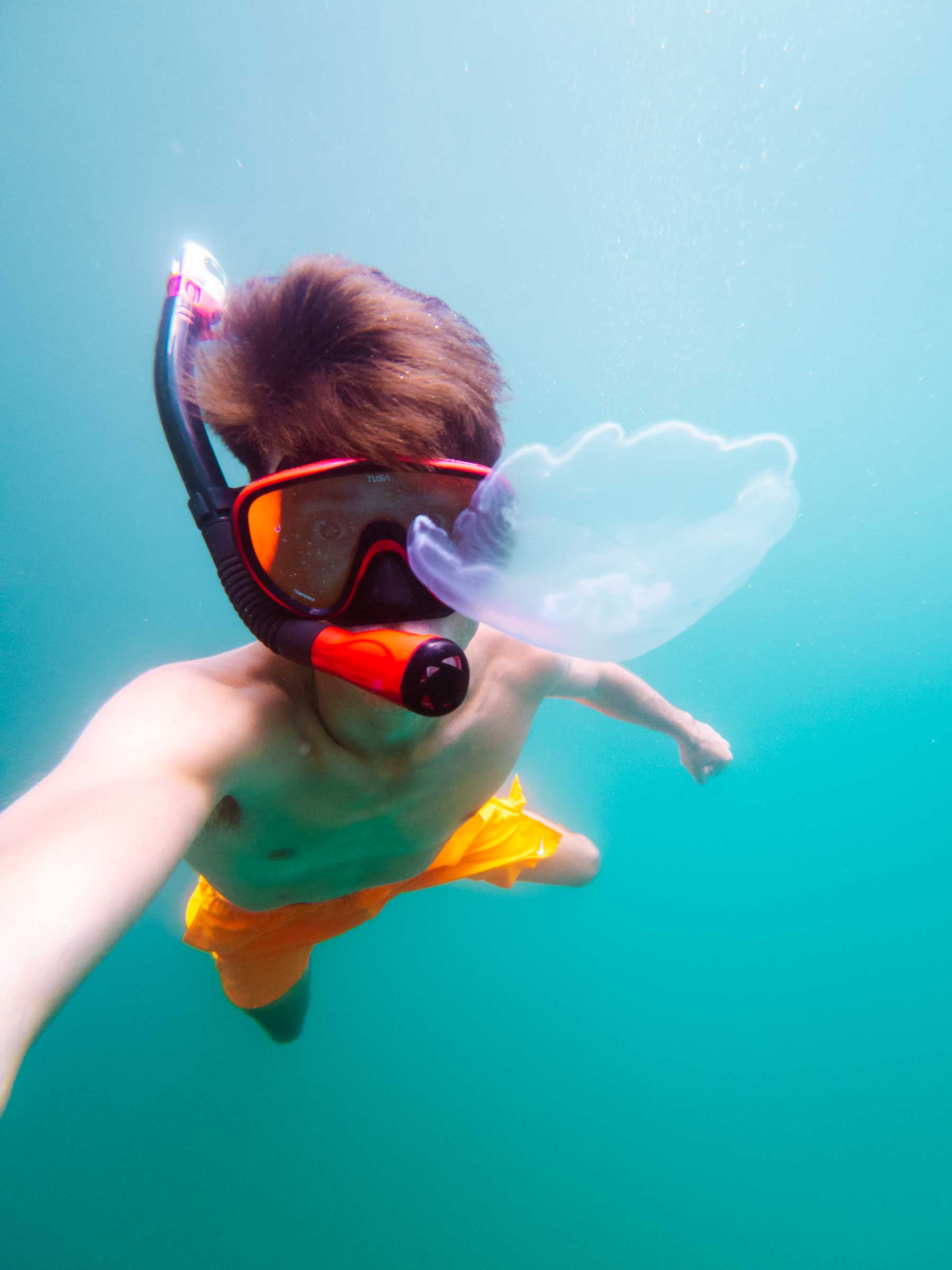 Sohoton Cove Jellyfish