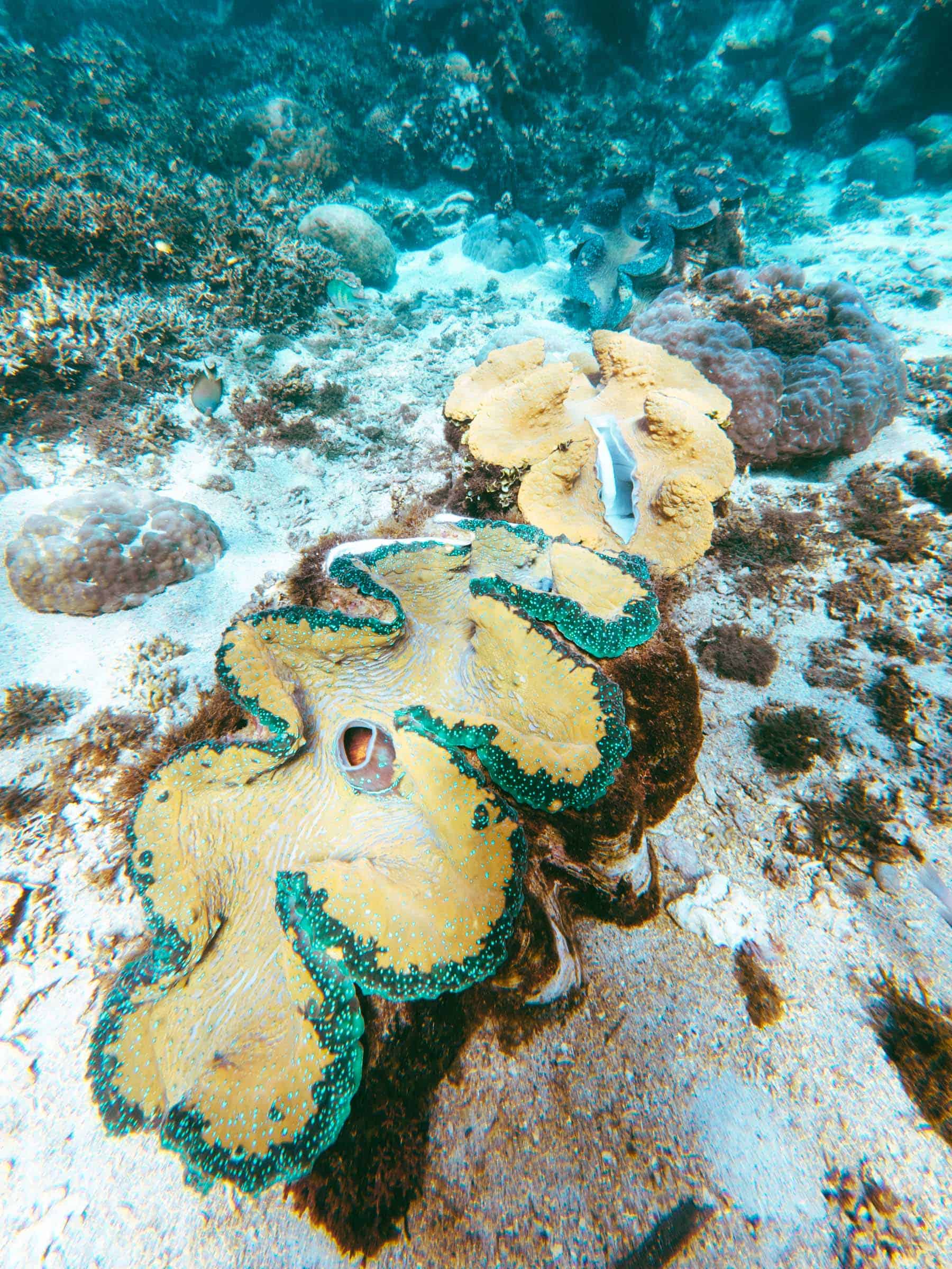 Giant Clams at Sunken Cemetery