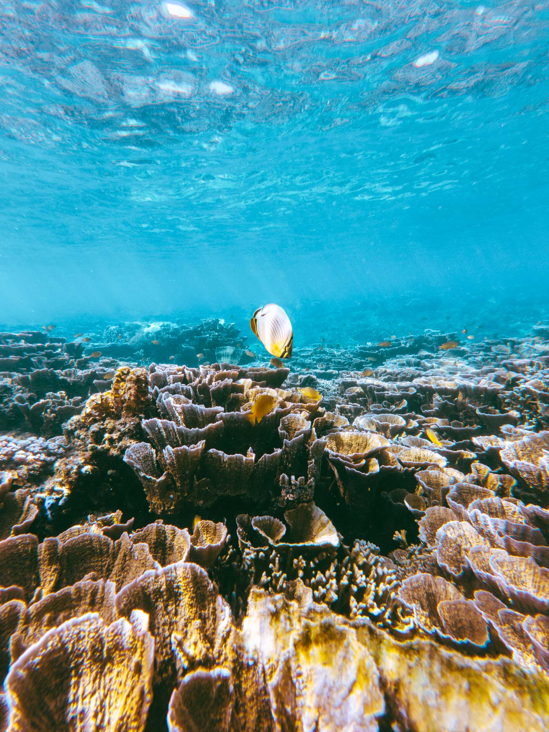 Fish at Sunken Cemetery Reef