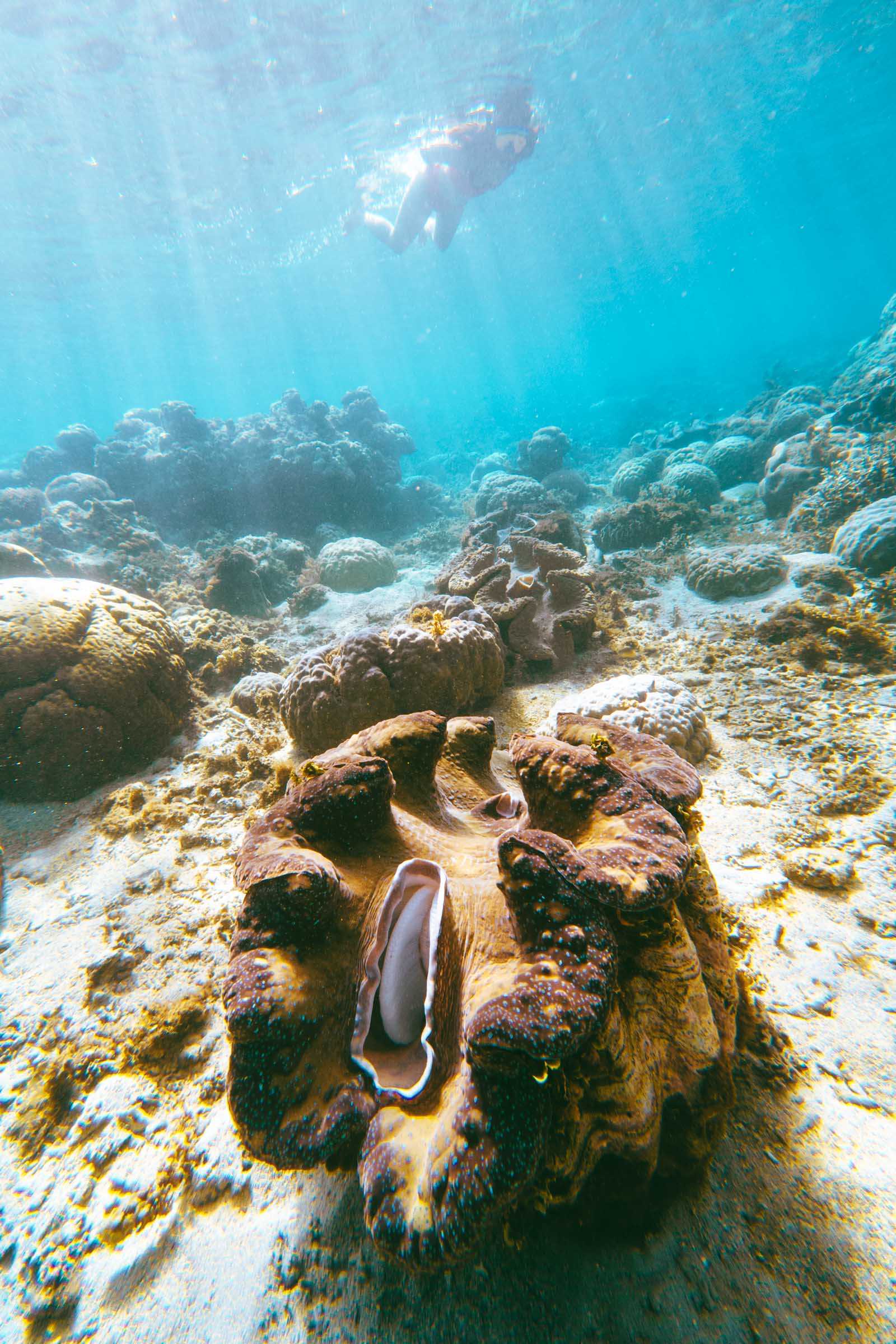 Giant Clam at Sunken Cemetery