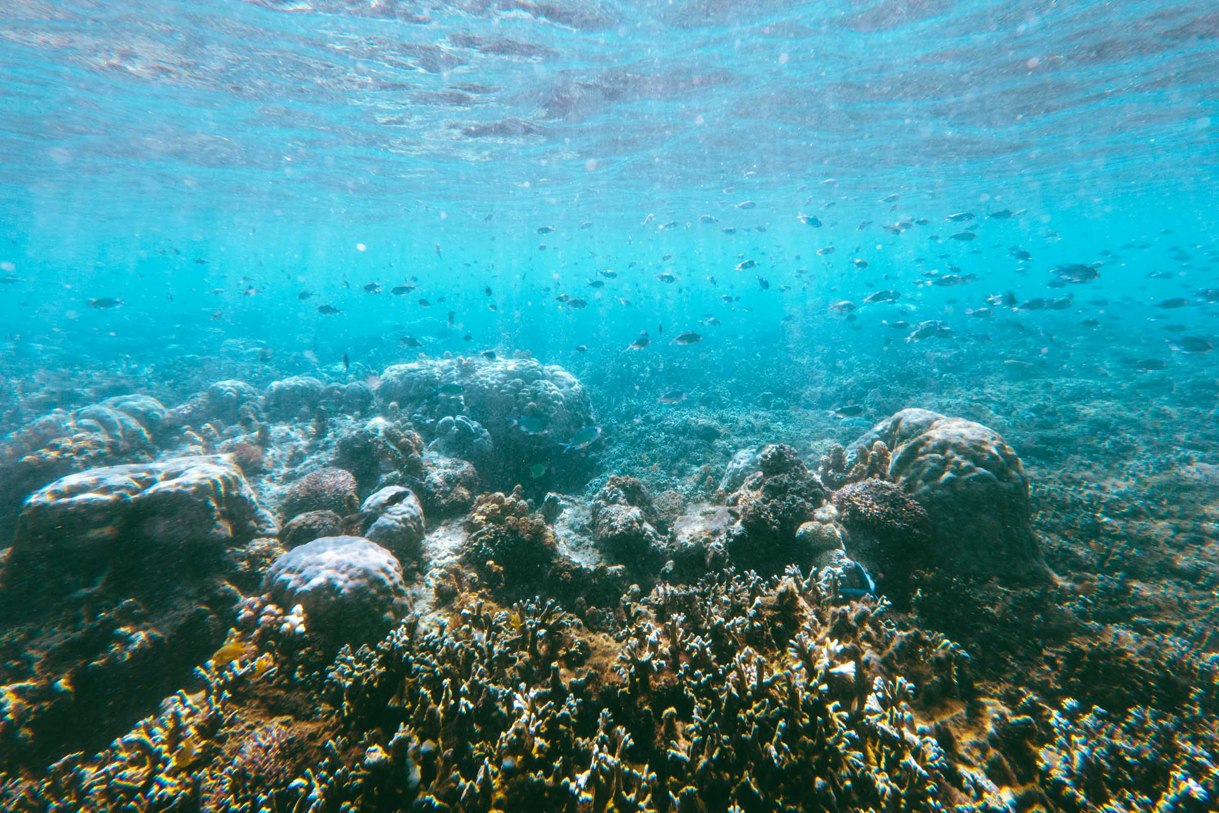 Reef fish at Sunken Cemetery