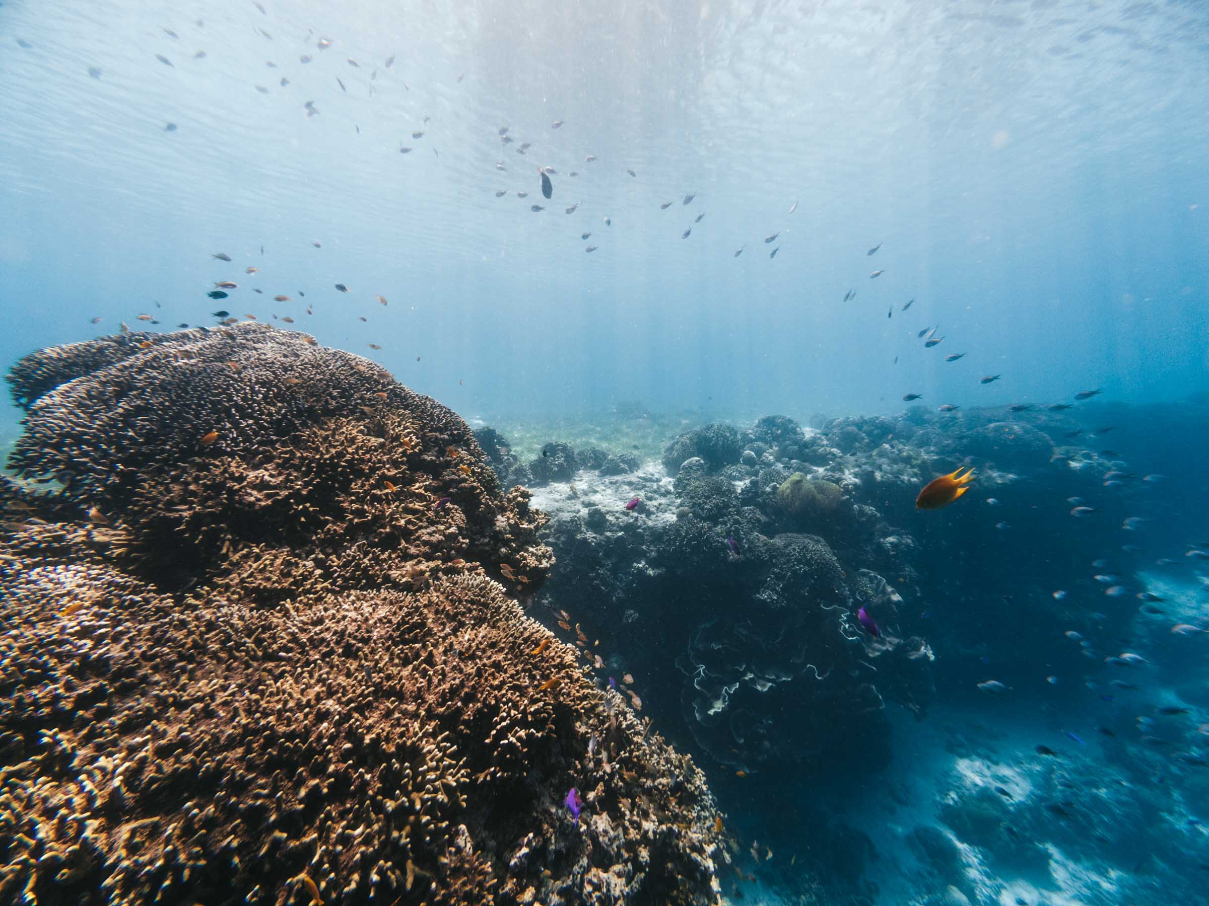 Mantigue Island reef fish