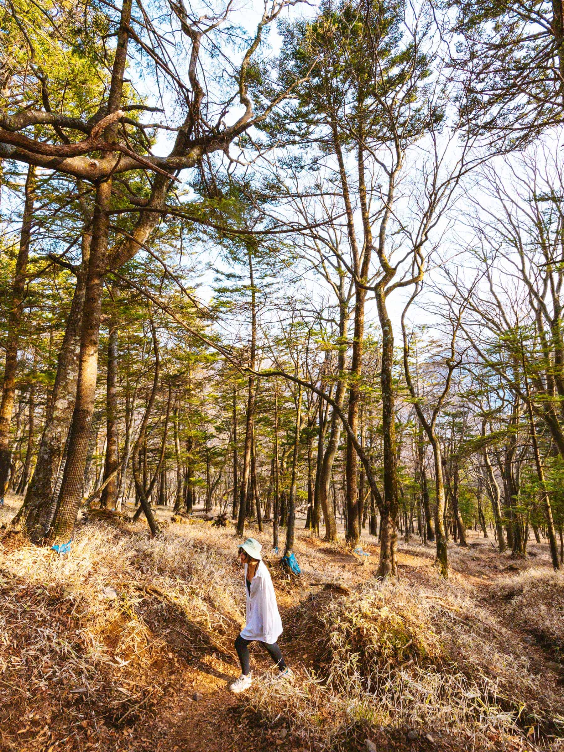 Trail up Mount Nantai Nikko