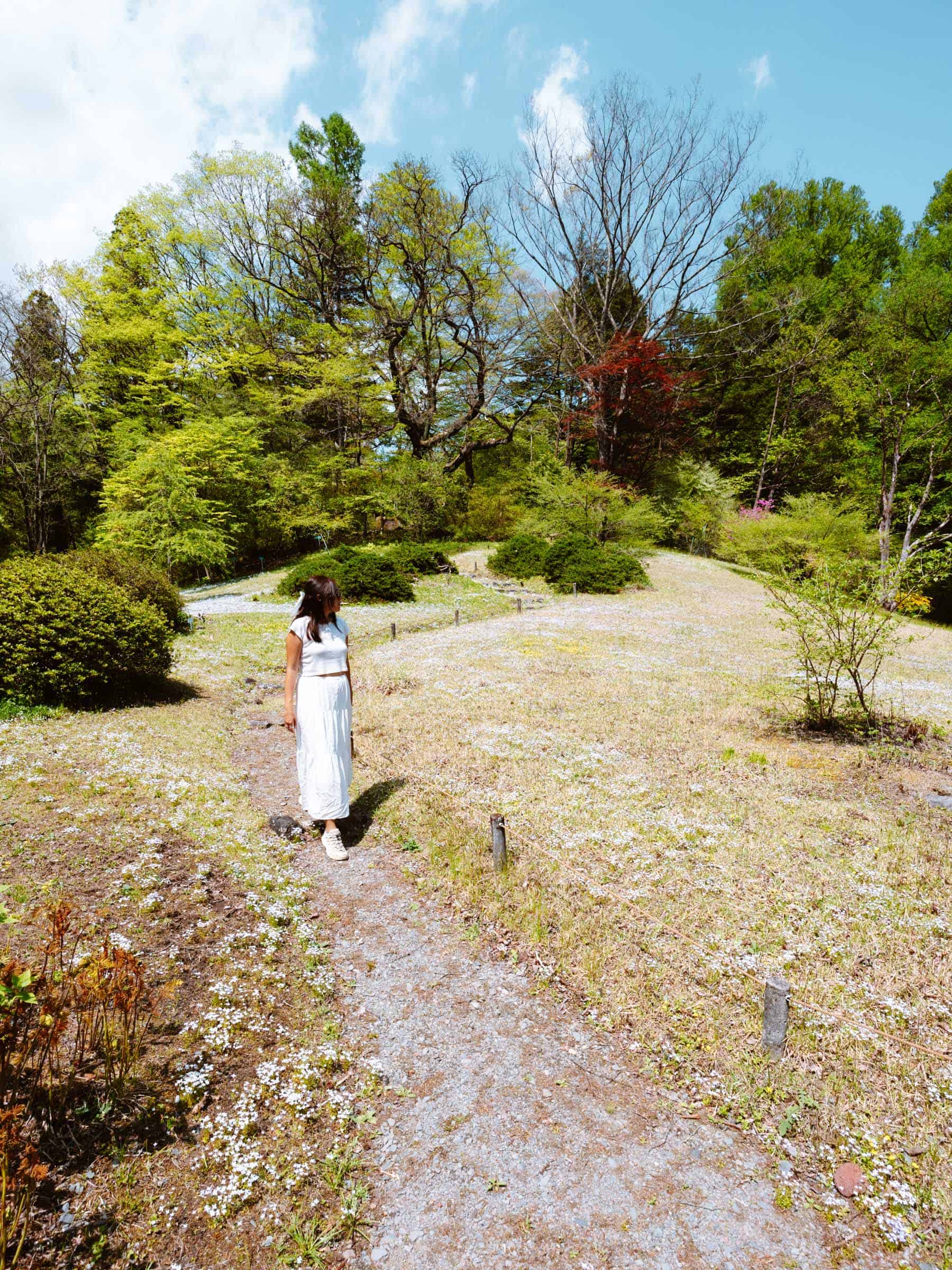 White flowers at Nikko Botanical Garden