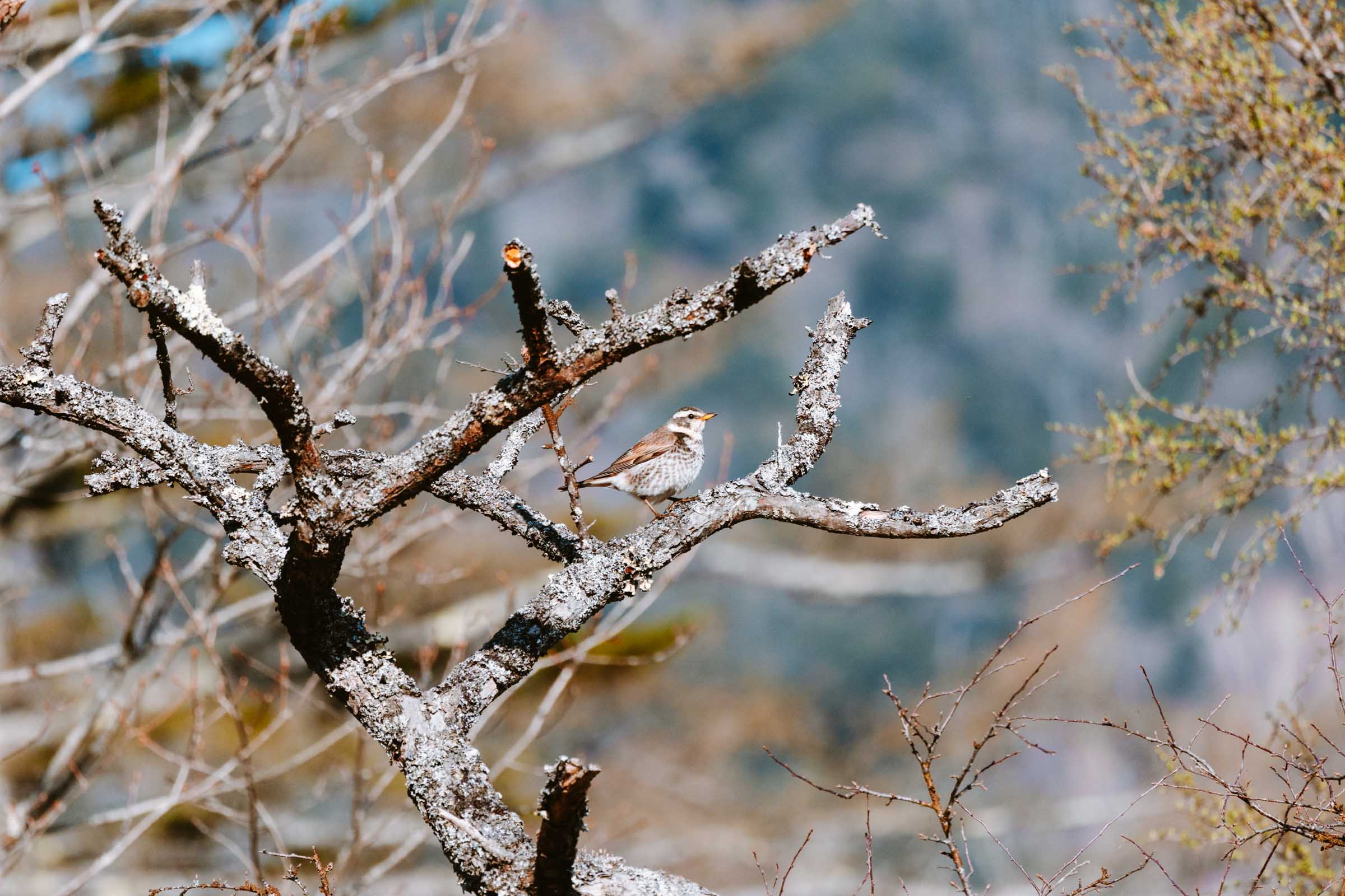 Birdy at Senjogahara Marshland