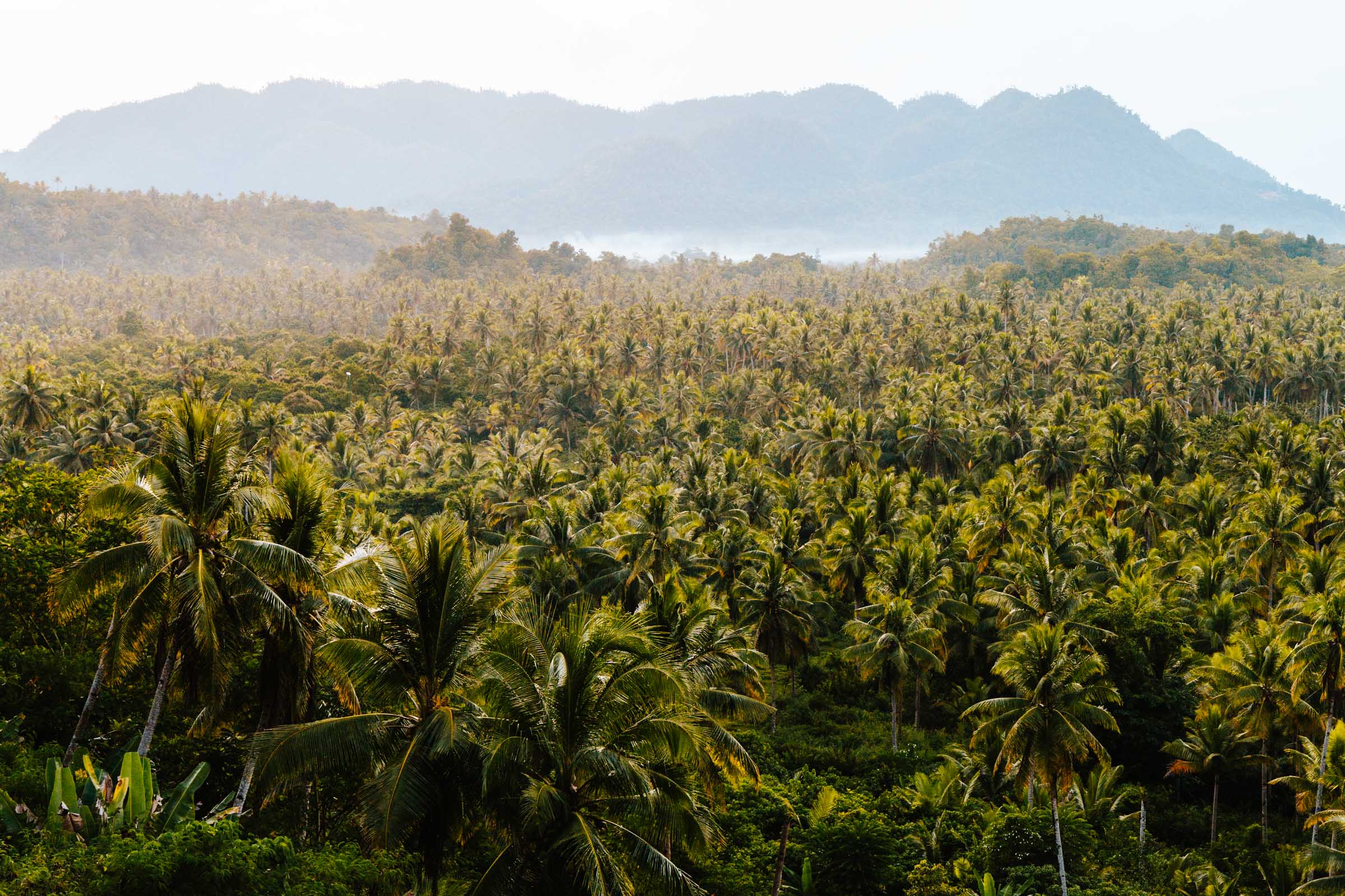 View from Coconut View Deck Siargao