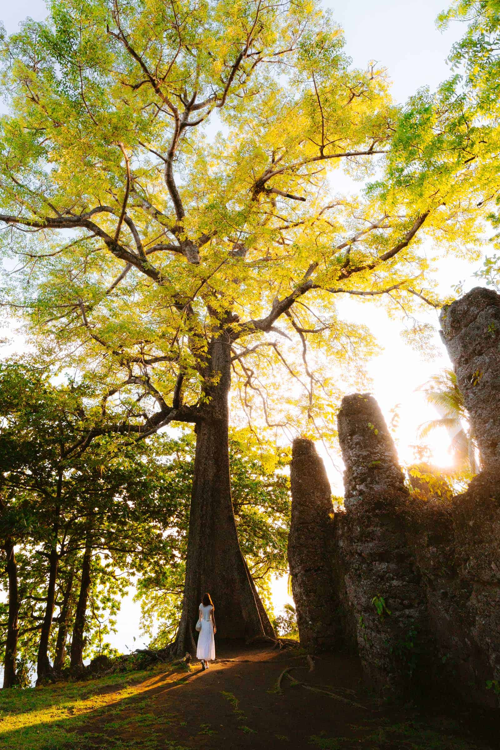Old Spanish Church Ruins big tree