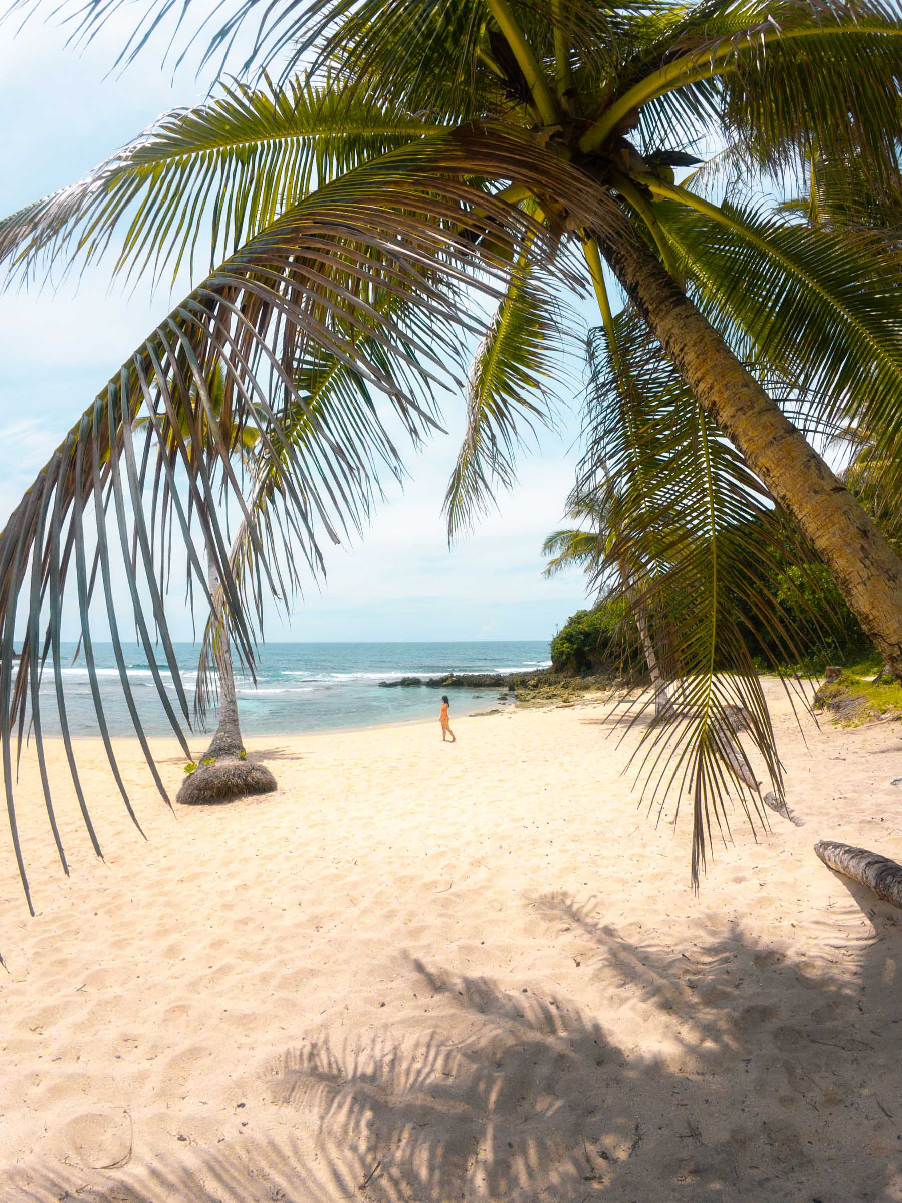 Pasikon Beach Siargao coconut tree