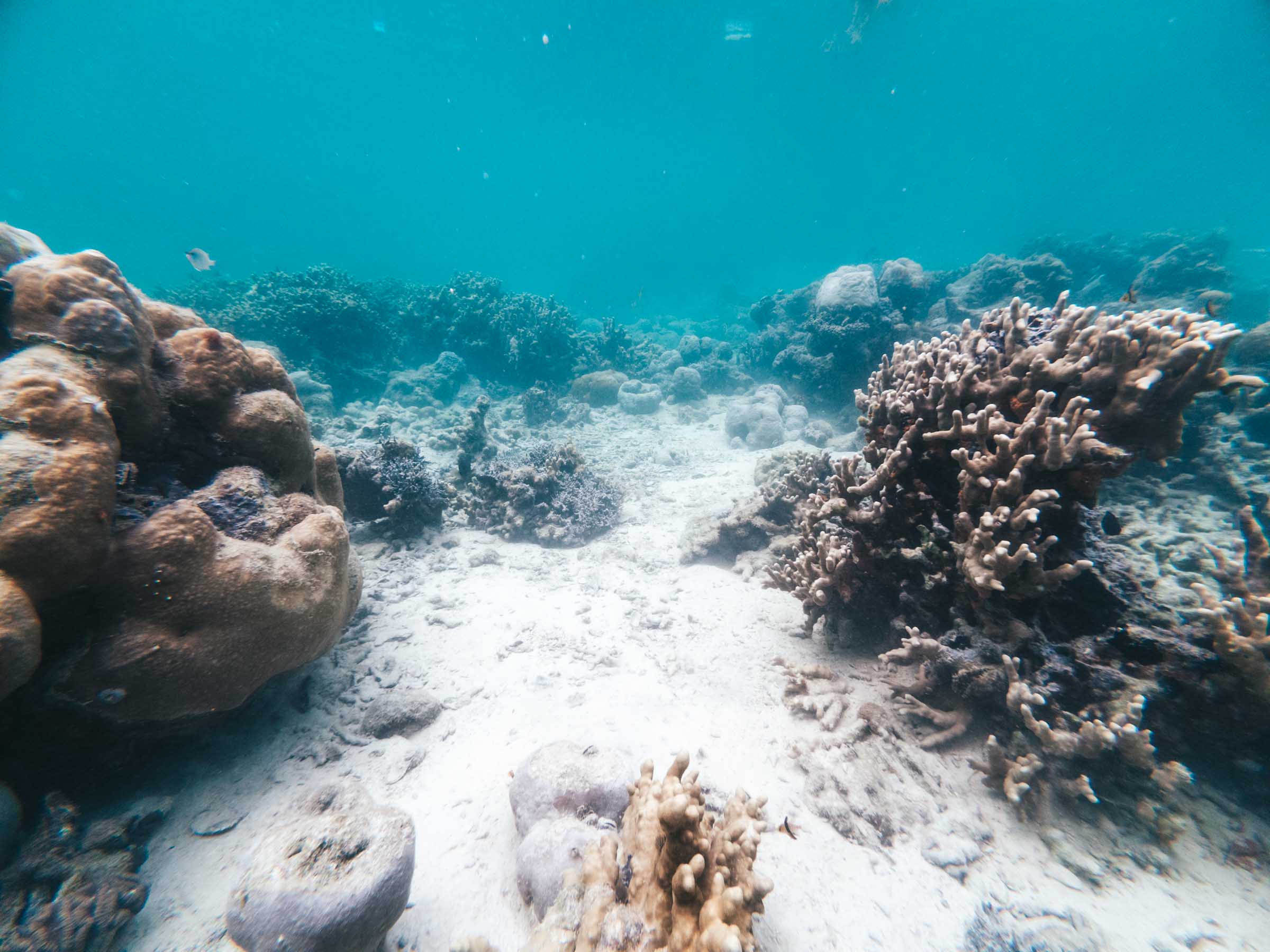 Reef underwater at Sugba Lagoon