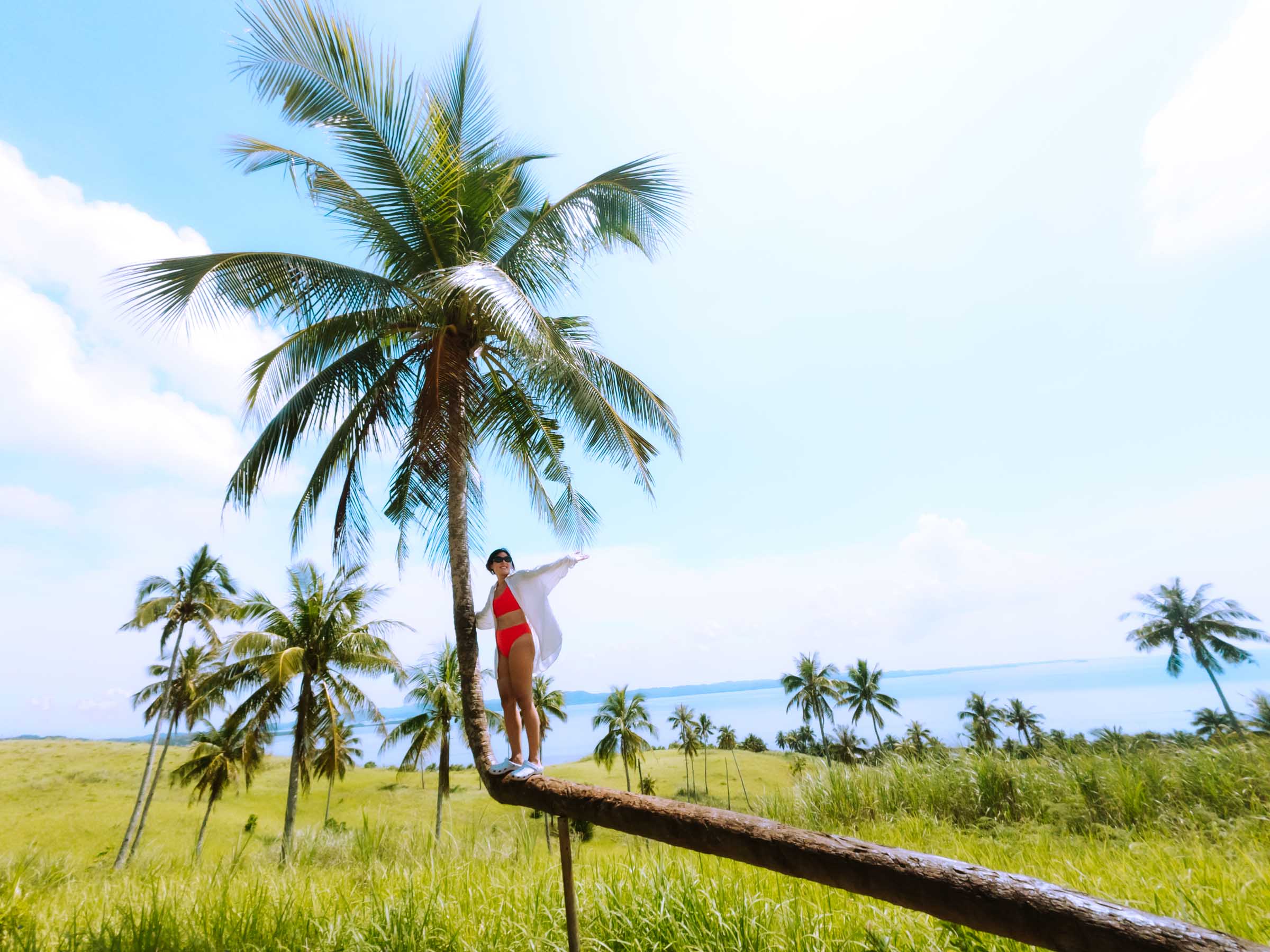 Corregidor Island Siargao bent palm tree