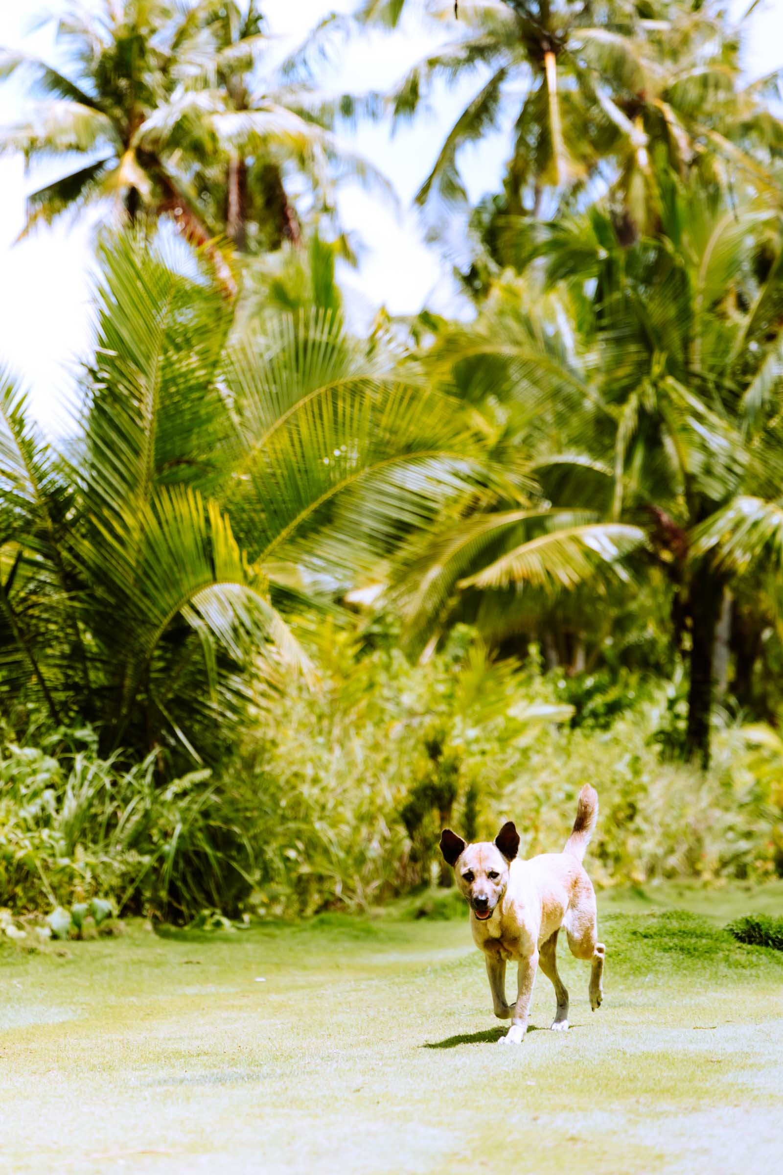 Corregidor Island Siargao dog