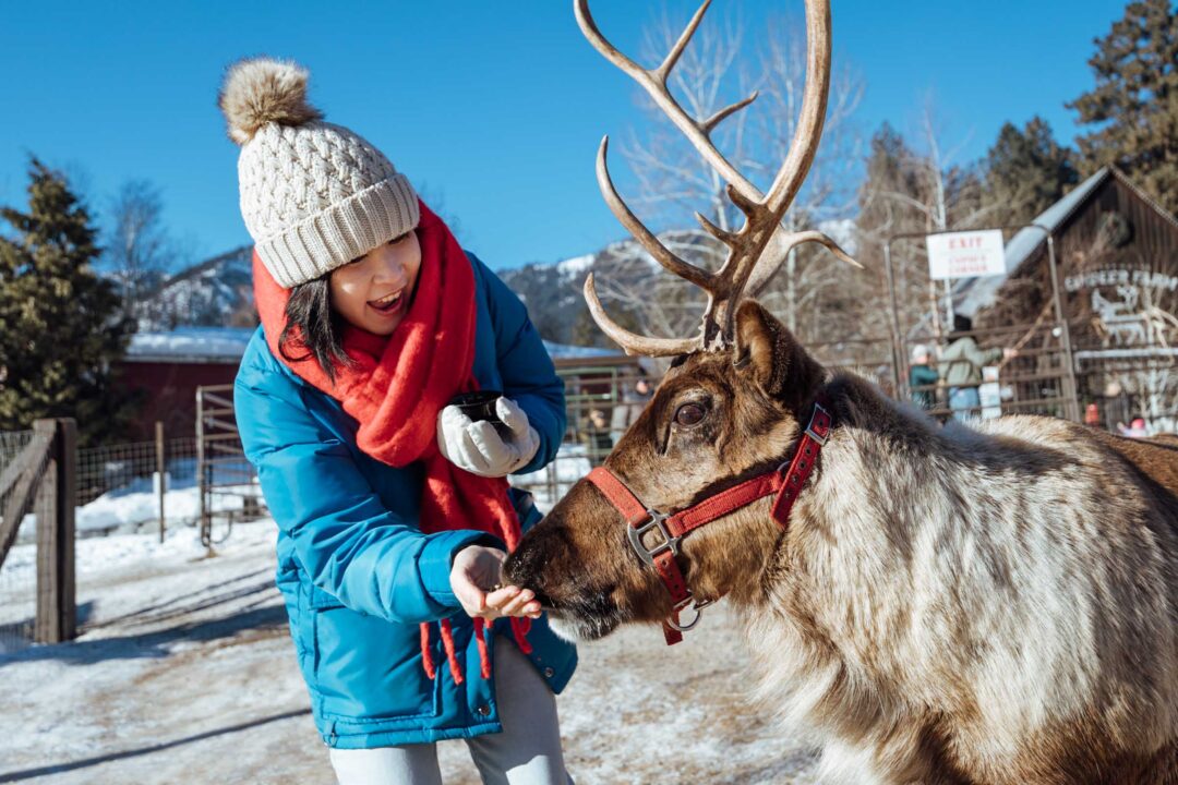 Leavenworth in Winter feeding reindeer
