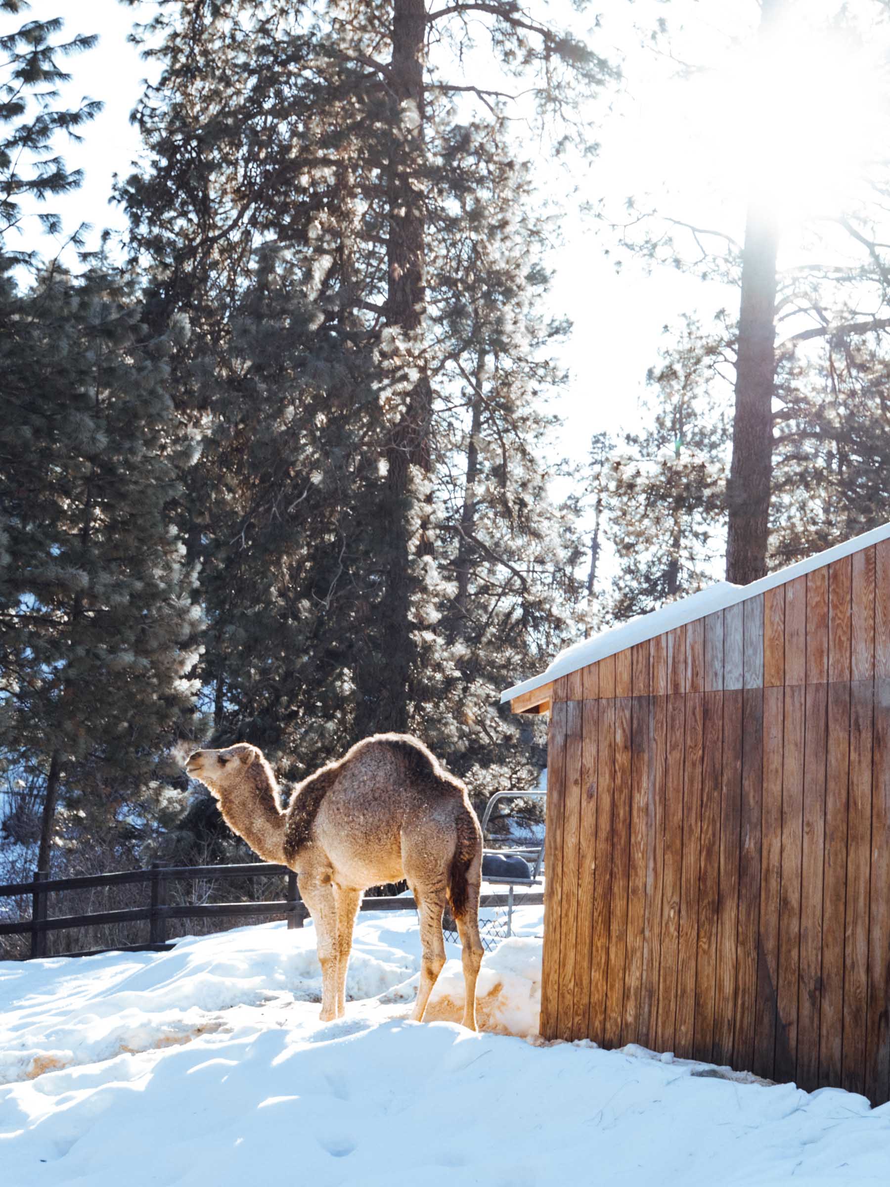 Camel at Leavenworth Reindeer Farm
