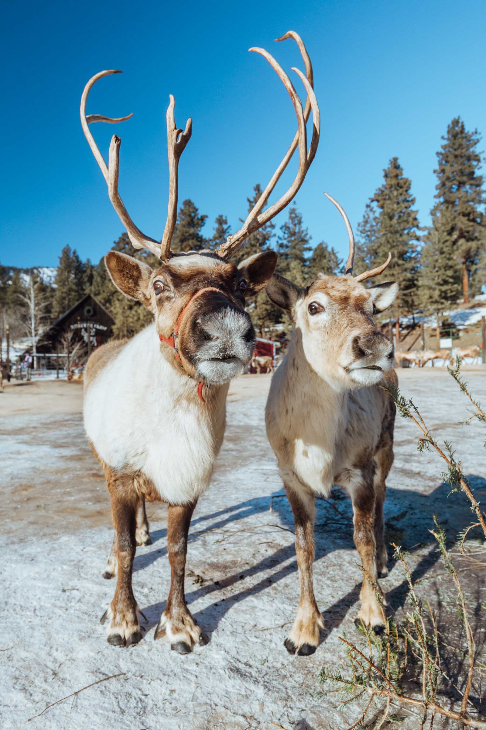 Reindeer at Leavenworth Reindeer Farm