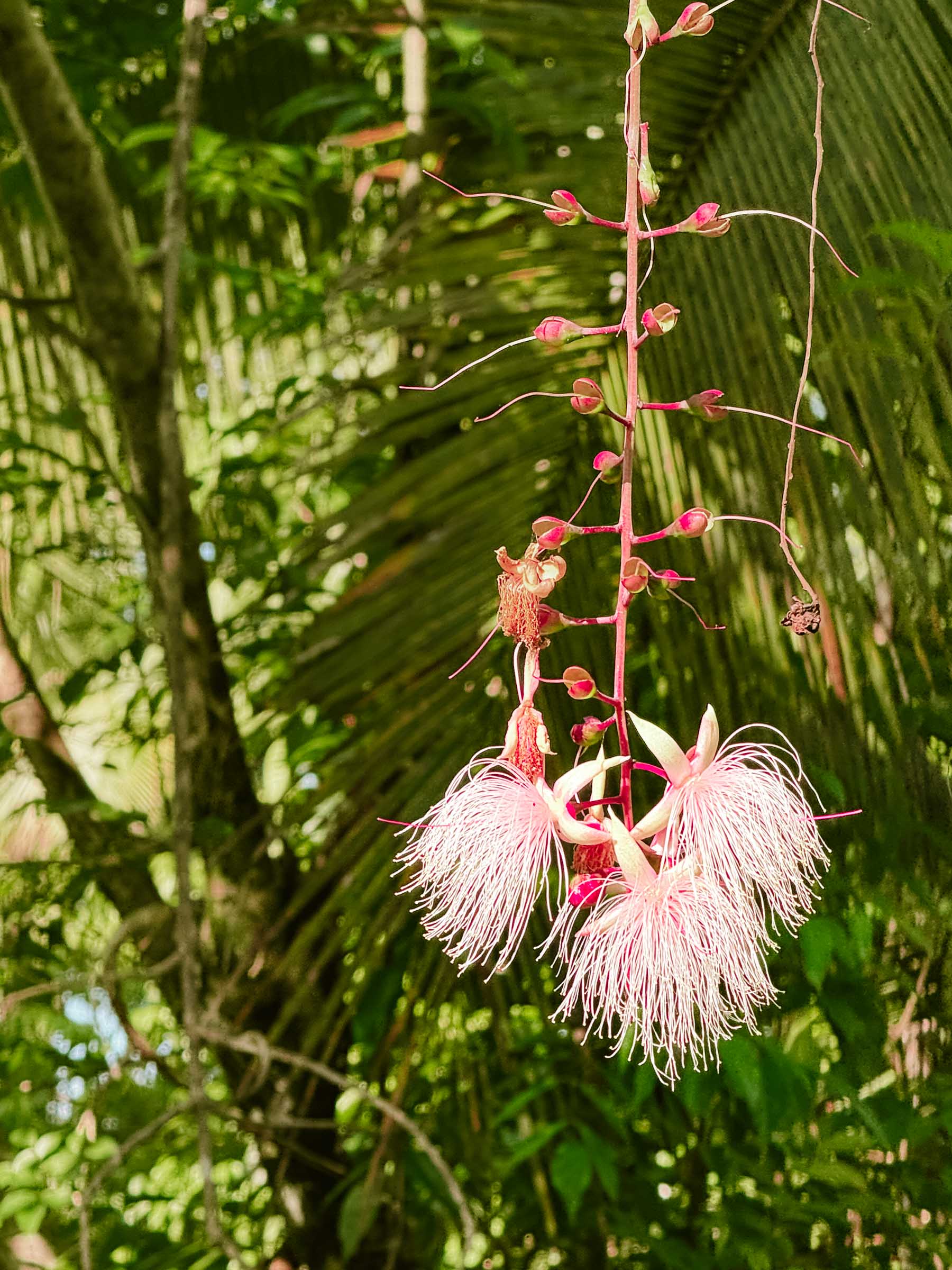 Maasin River pink flower