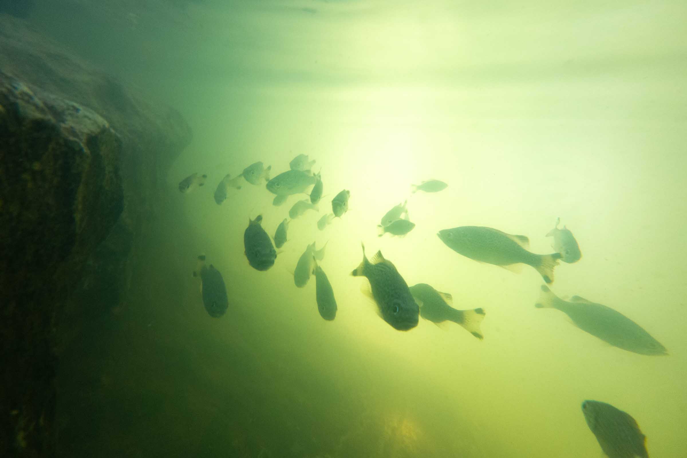 Fish at Tayangban Cave Pool
