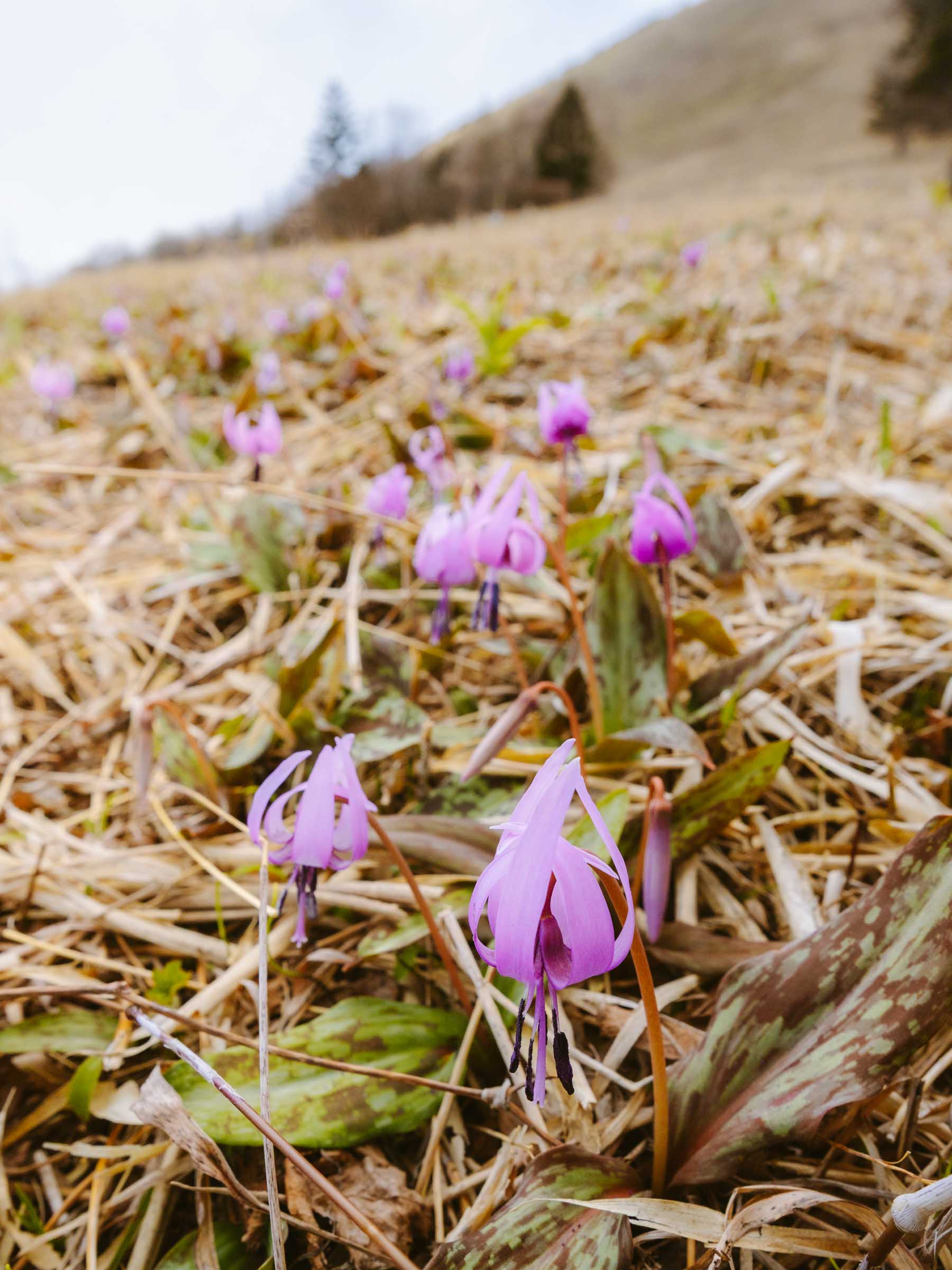 Spring flowers in Kirifuri Plateau