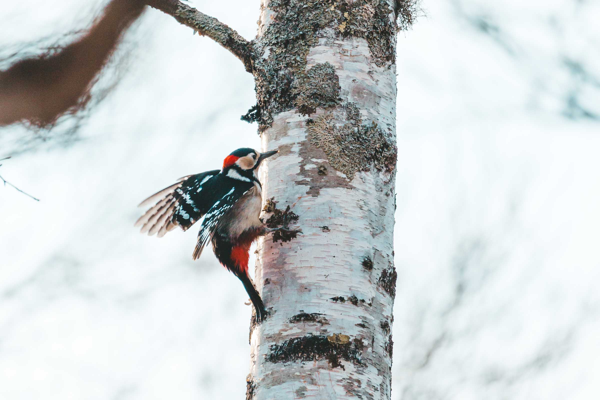 Bird at Senjogahara Marshland tree