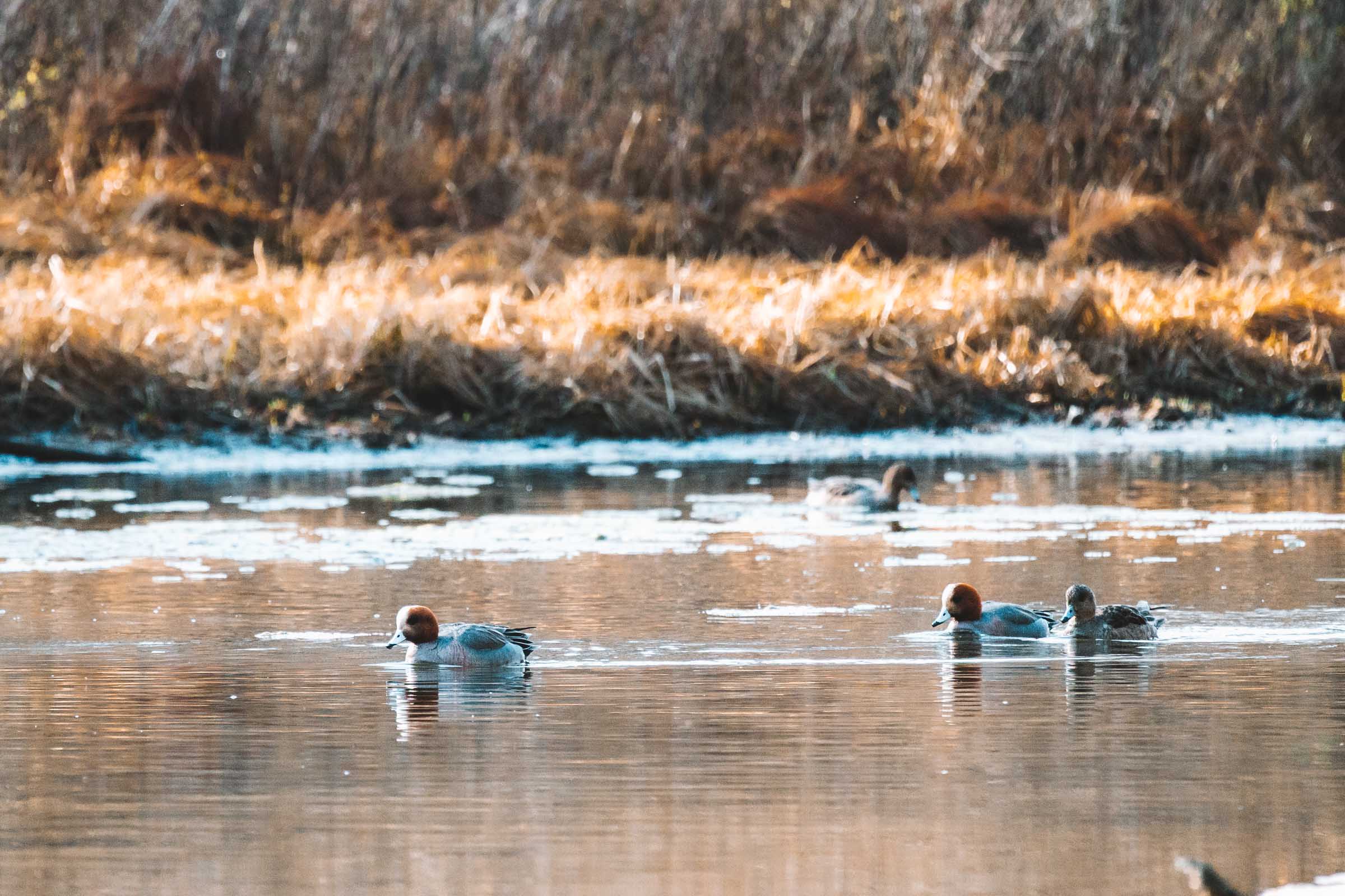 Senjogahara Marshland Ducks