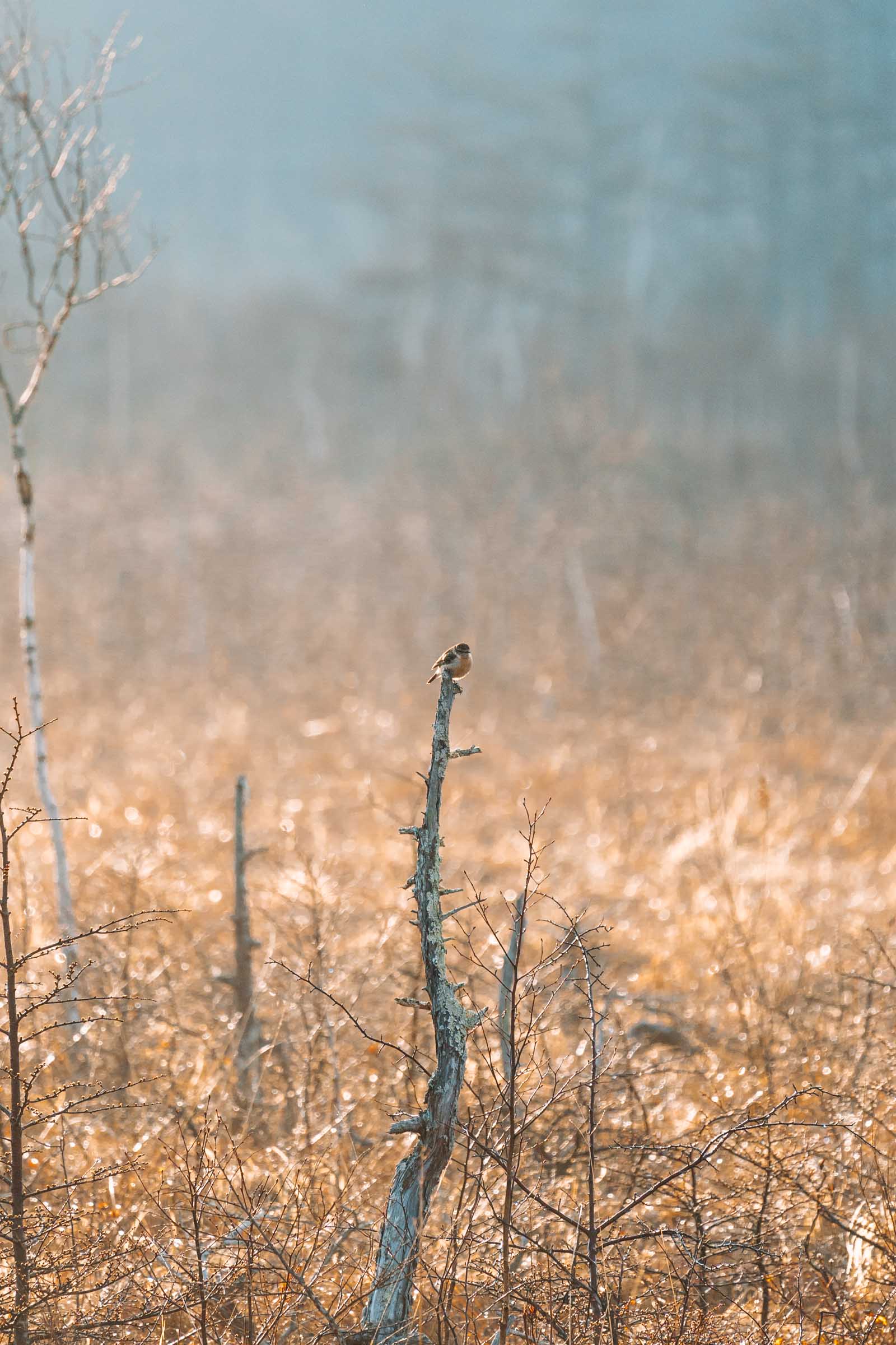 Chirping bird at Senjogahara Marshland Nikko