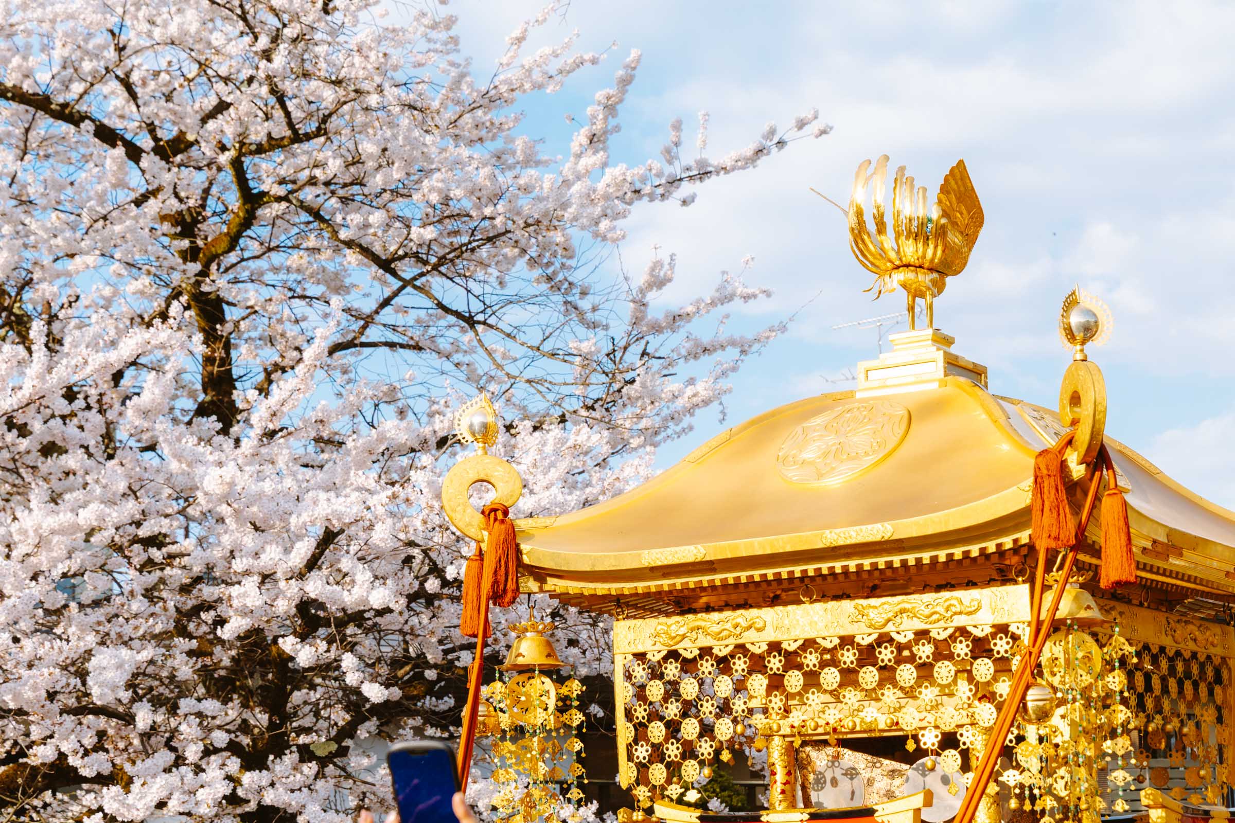 Takayama Festival Cherry Blossoms