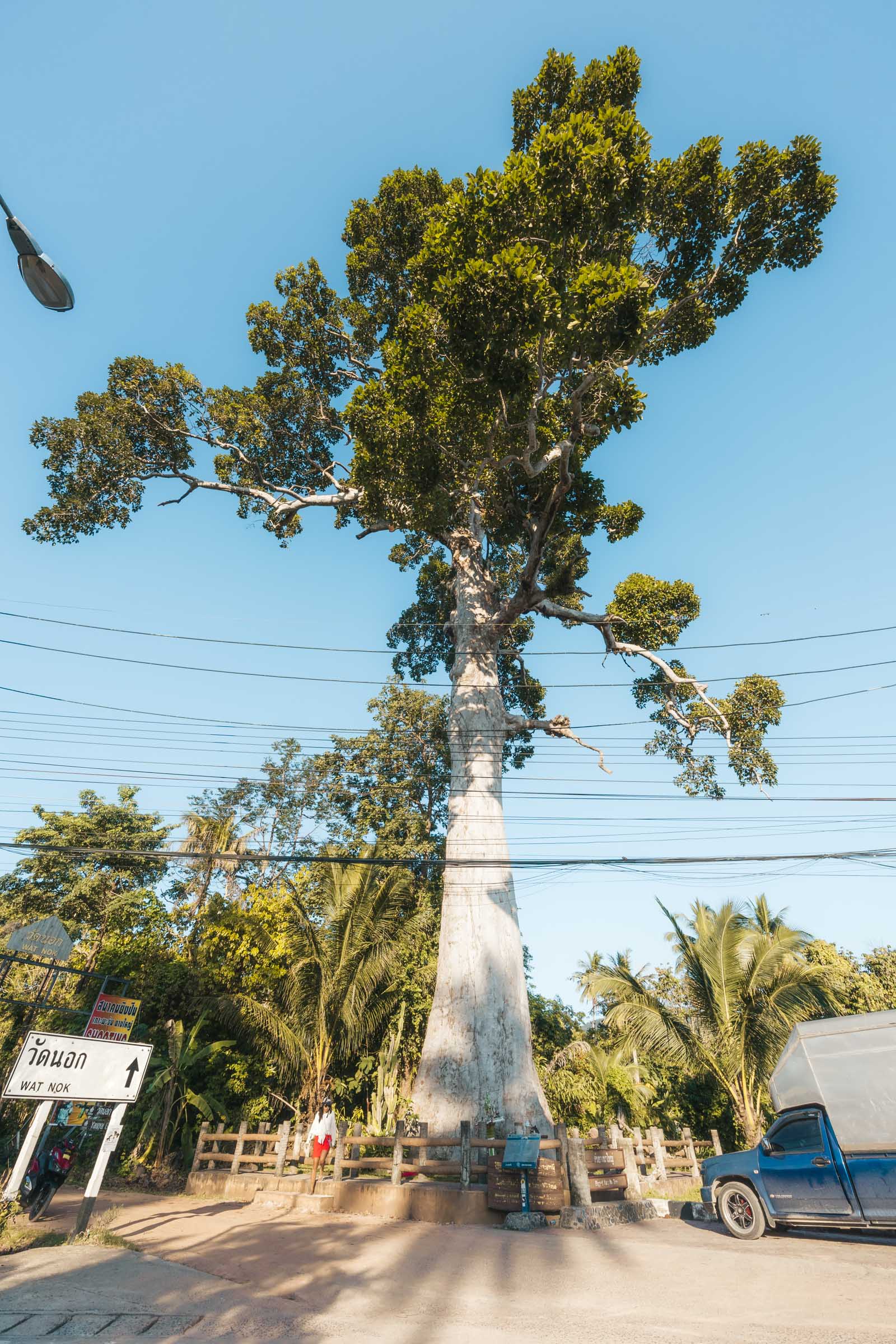 16 Incredible Things to Do in Koh Phangan: Complete Travel Guide 48 Yang Na Yai Tree Koh Phangan