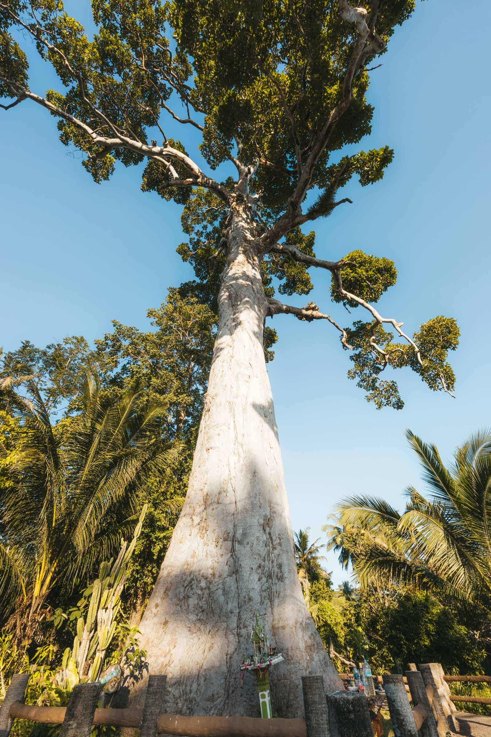 16 Incredible Things to Do in Koh Phangan: Complete Travel Guide 47 Yang Na Yai Tree Koh Phangan