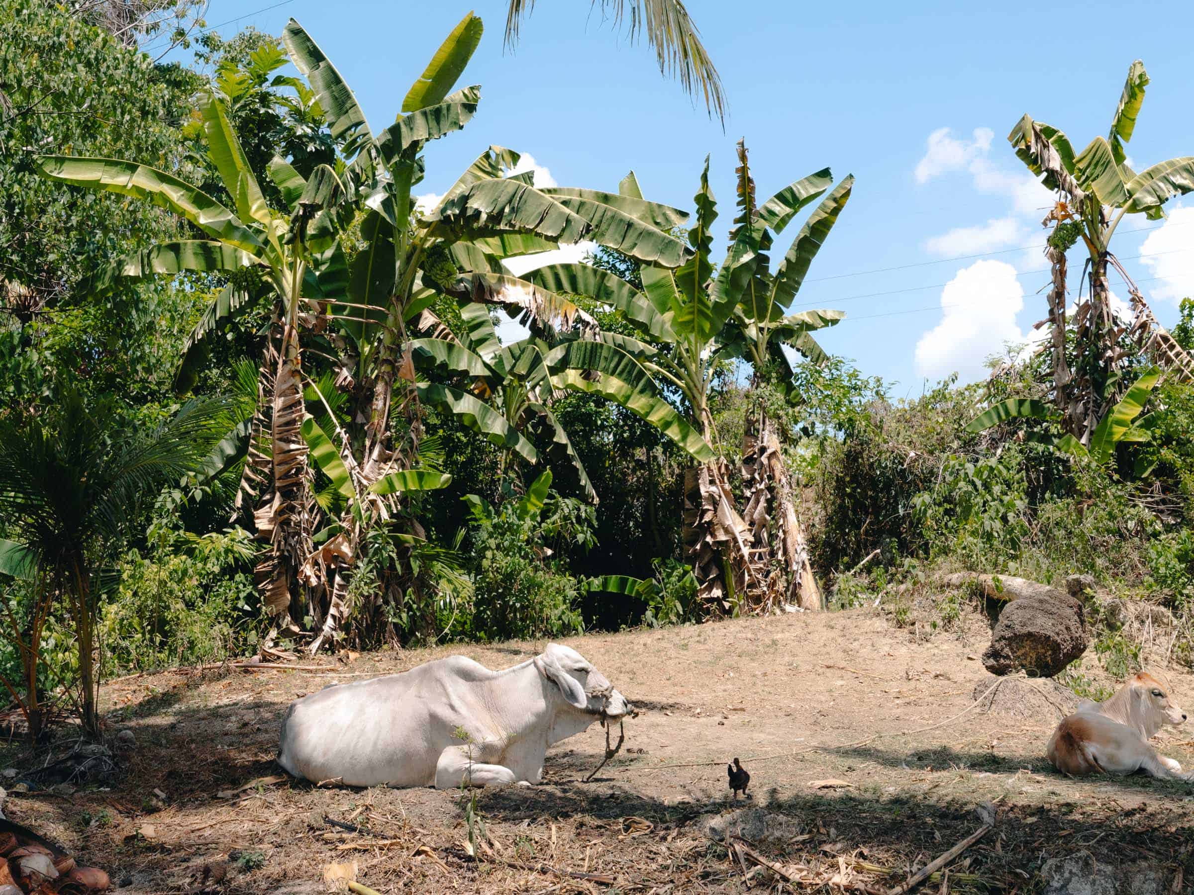 Cow sitting at trail near Lusno Falls Cebu