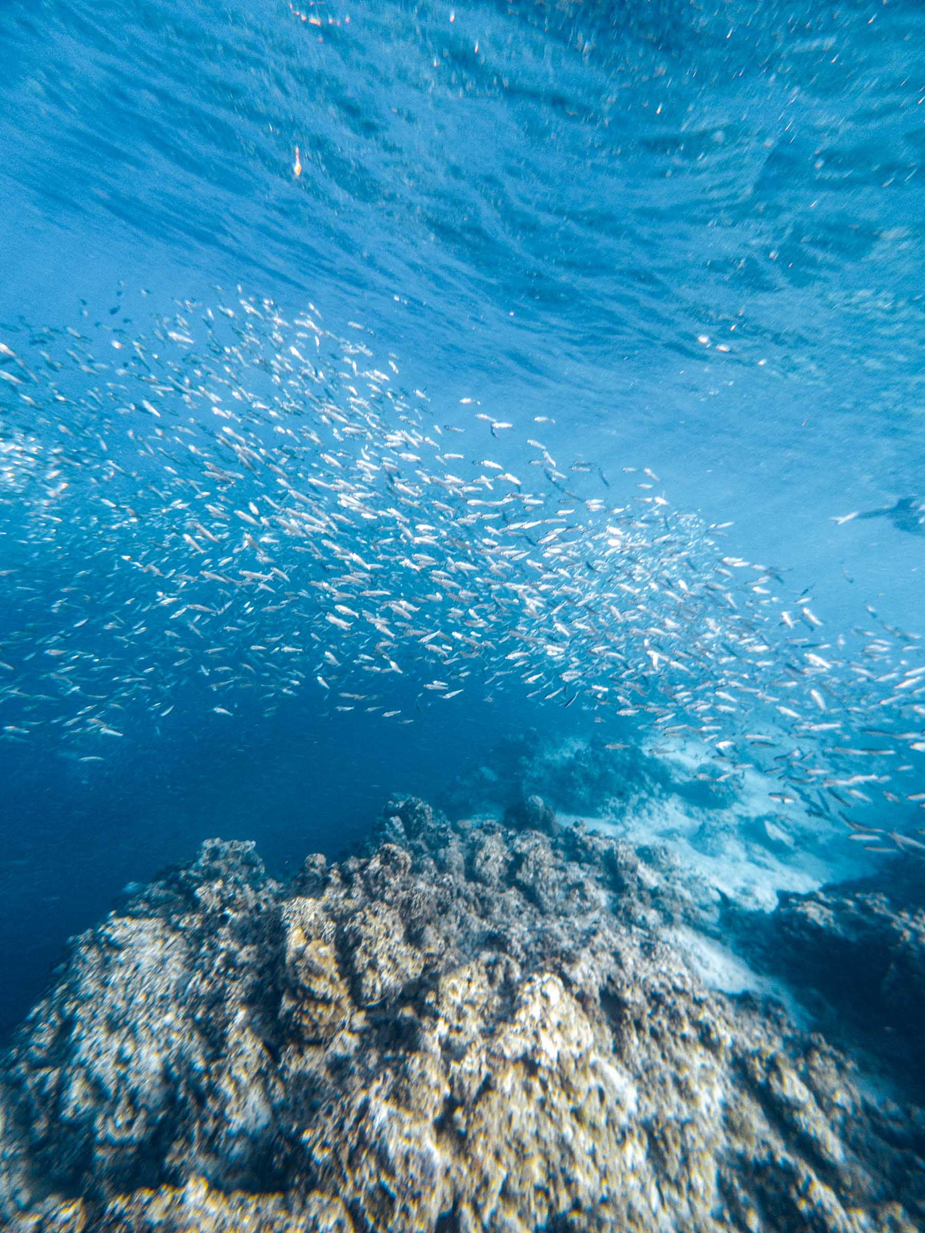 How to See the Moalboal Sardine Run Without a Tour 7 Moalboal Sardine Run