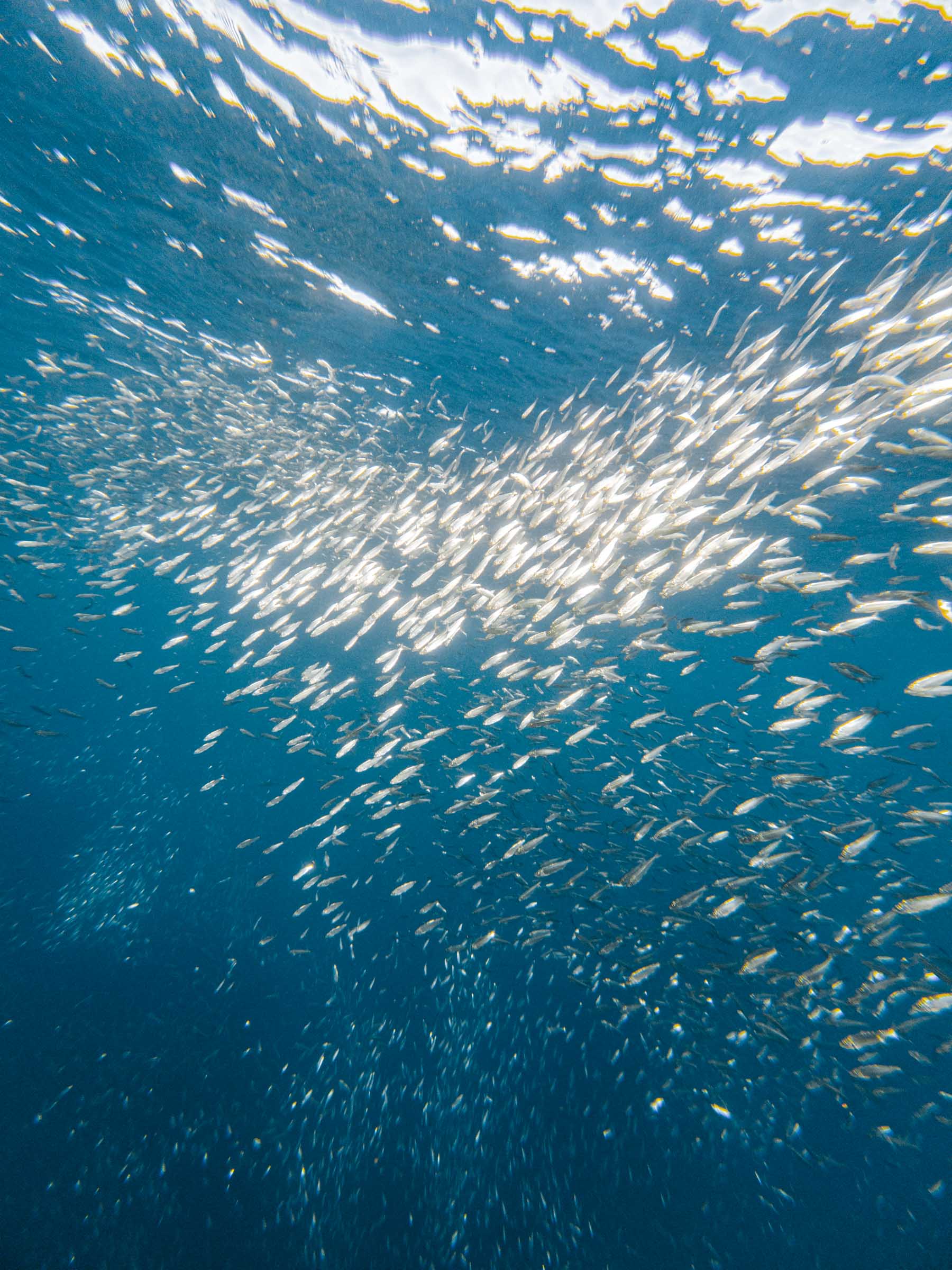 How to See the Moalboal Sardine Run Without a Tour 10 Moalboal Sardine Run