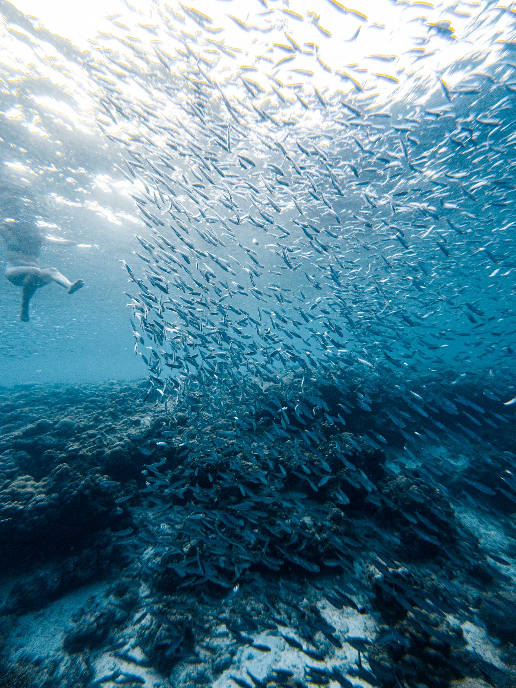 How to See the Moalboal Sardine Run Without a Tour 6 Moalboal Sardine Run
