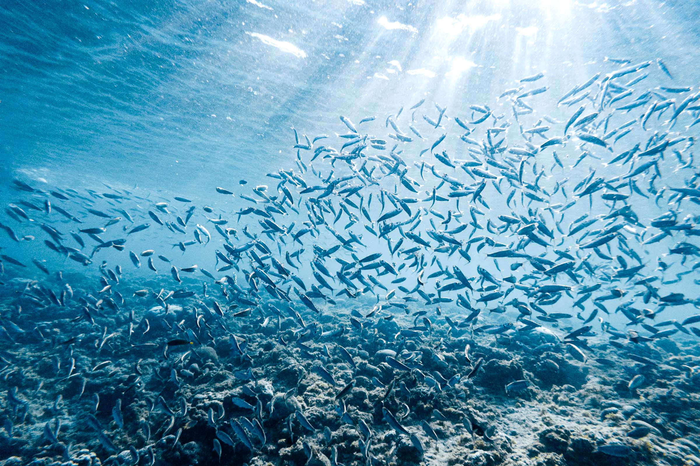 Moalboal Sardine Run fish underwater