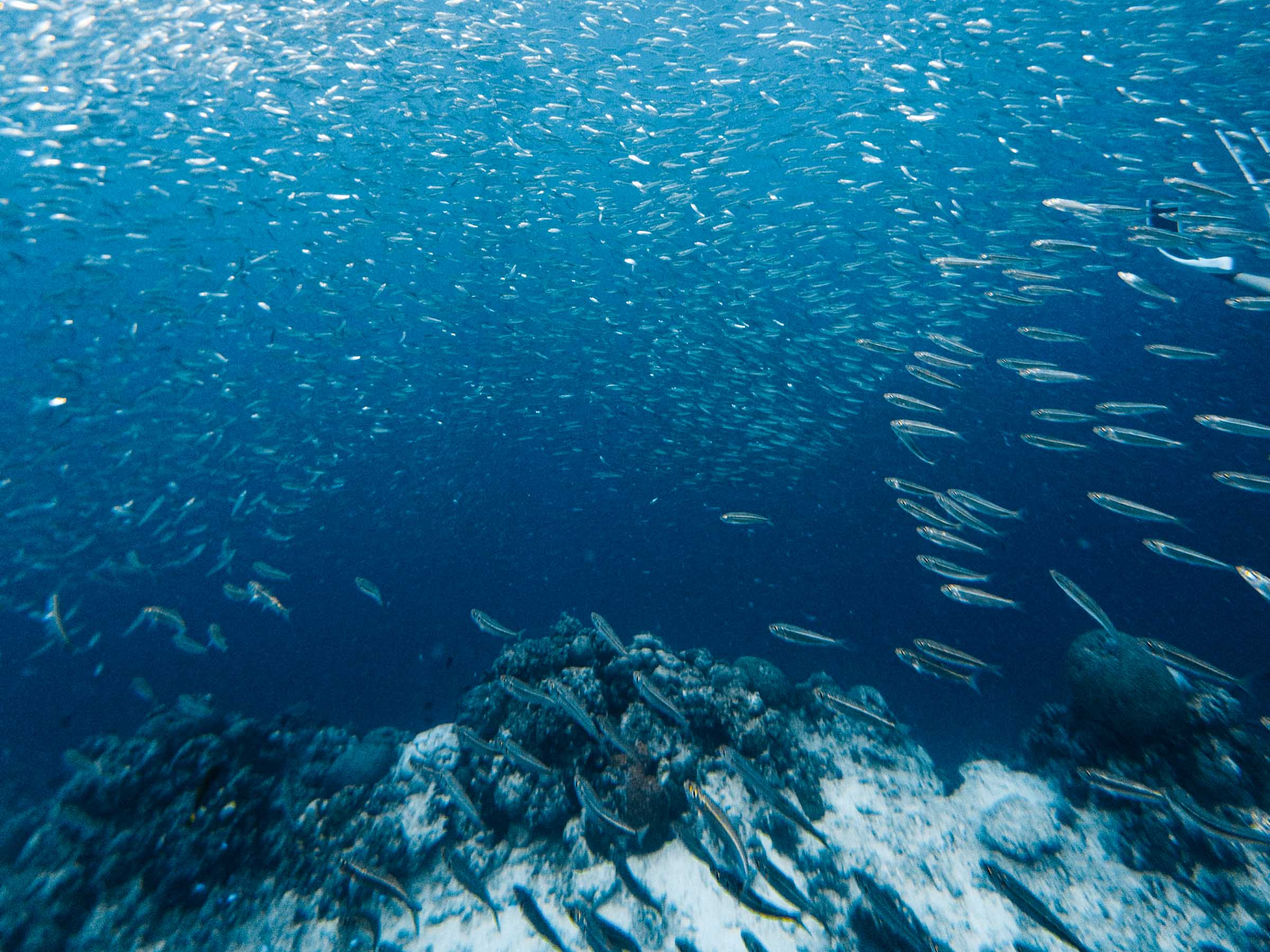 How to See the Moalboal Sardine Run Without a Tour 9 Moalboal Sardine Run fish
