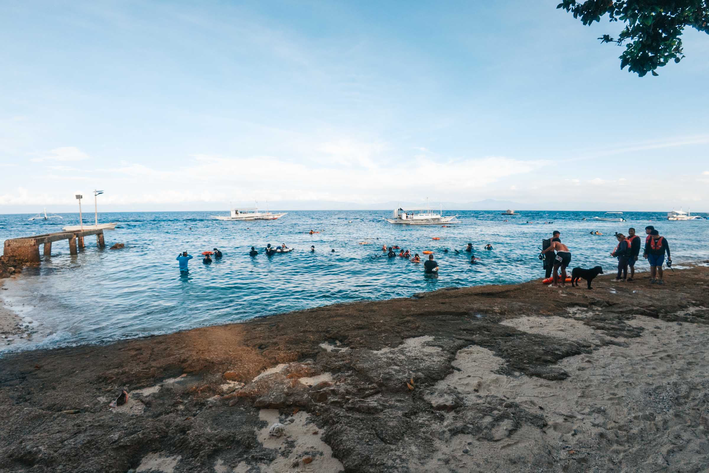 How to See the Moalboal Sardine Run Without a Tour 8 Moalboal Sardine Run morning crowds