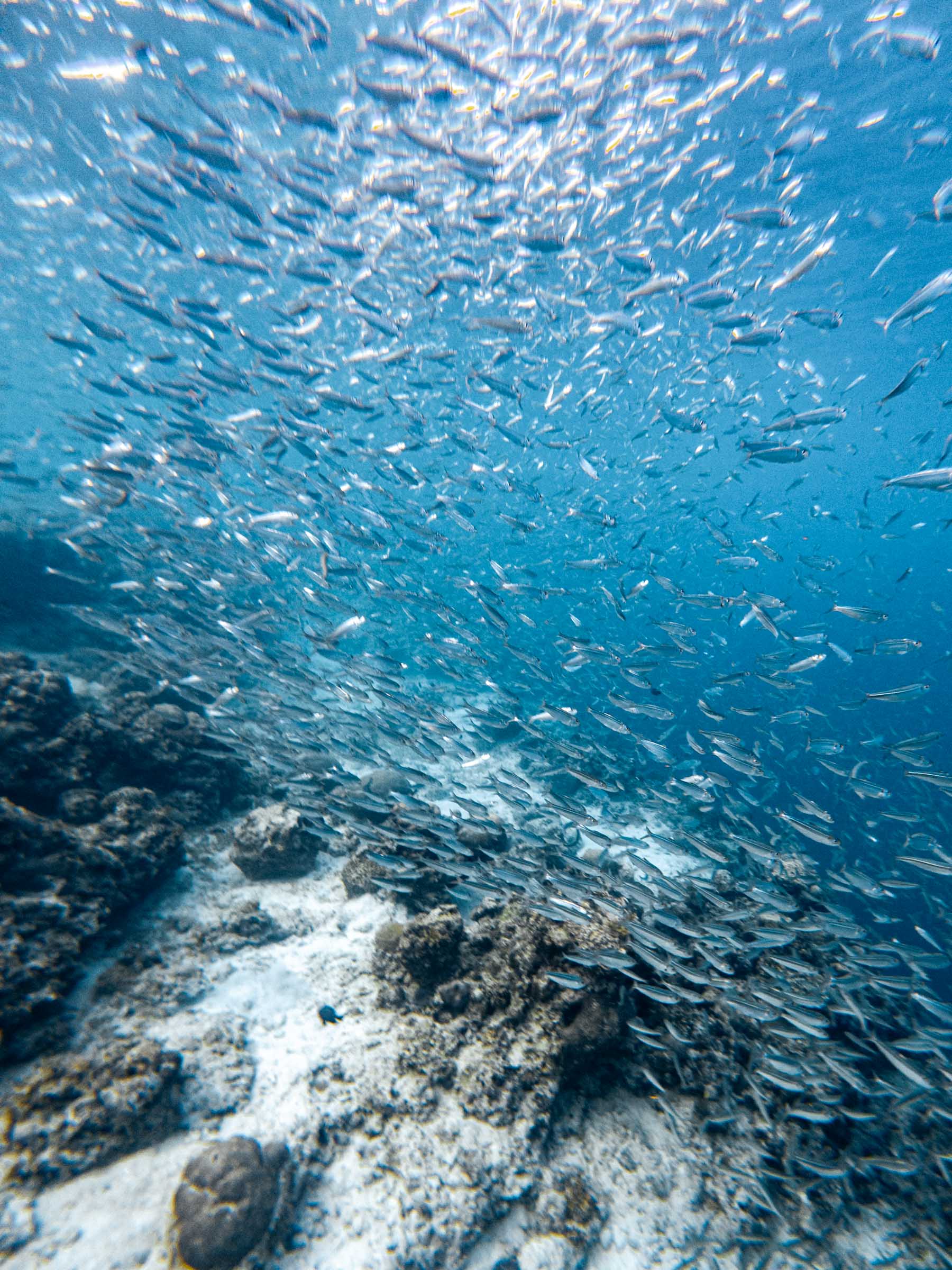 How to See the Moalboal Sardine Run Without a Tour 11 Moalboal Sardine Run