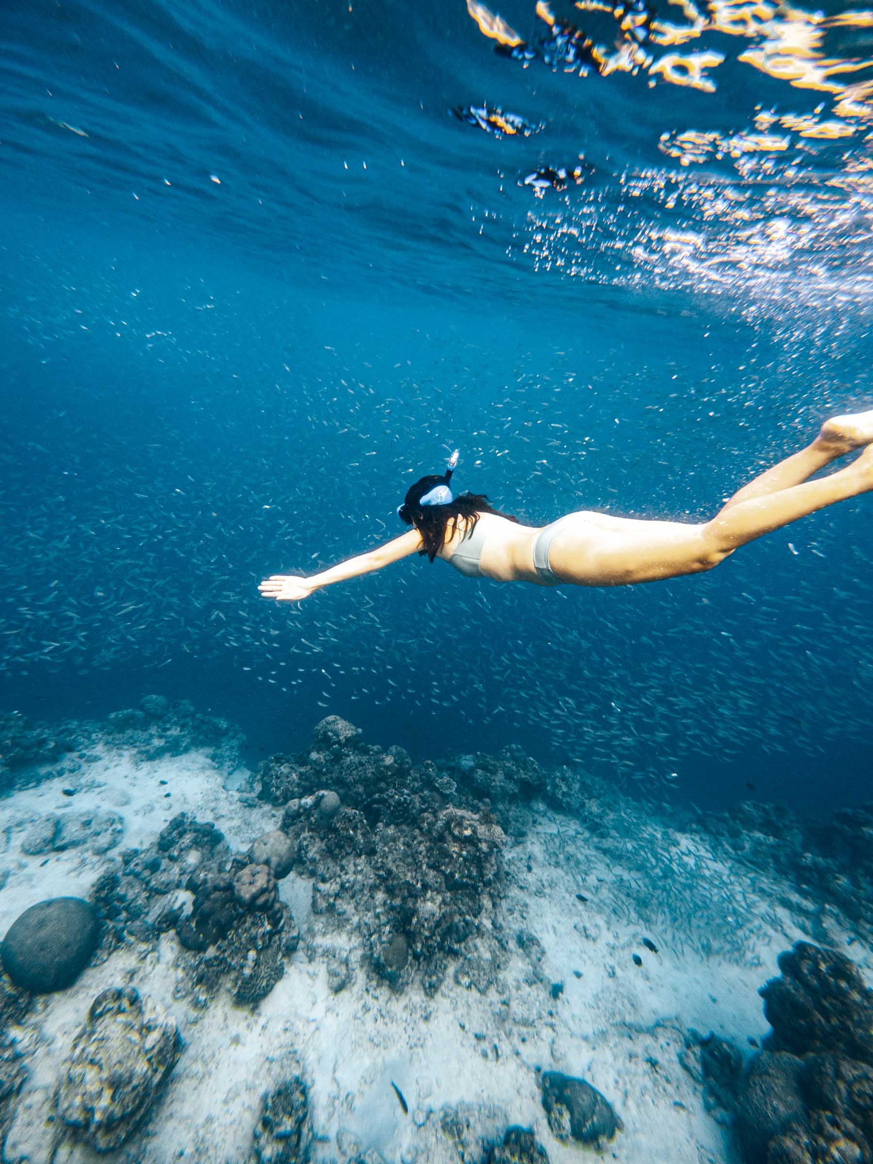 How to See the Moalboal Sardine Run Without a Tour 12 Moalboal Sardine Run snorkeling underwater