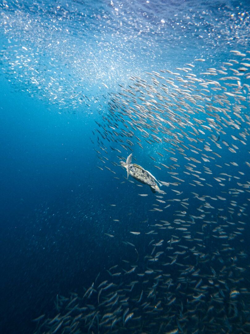 Moalboal Sardine Run turtle