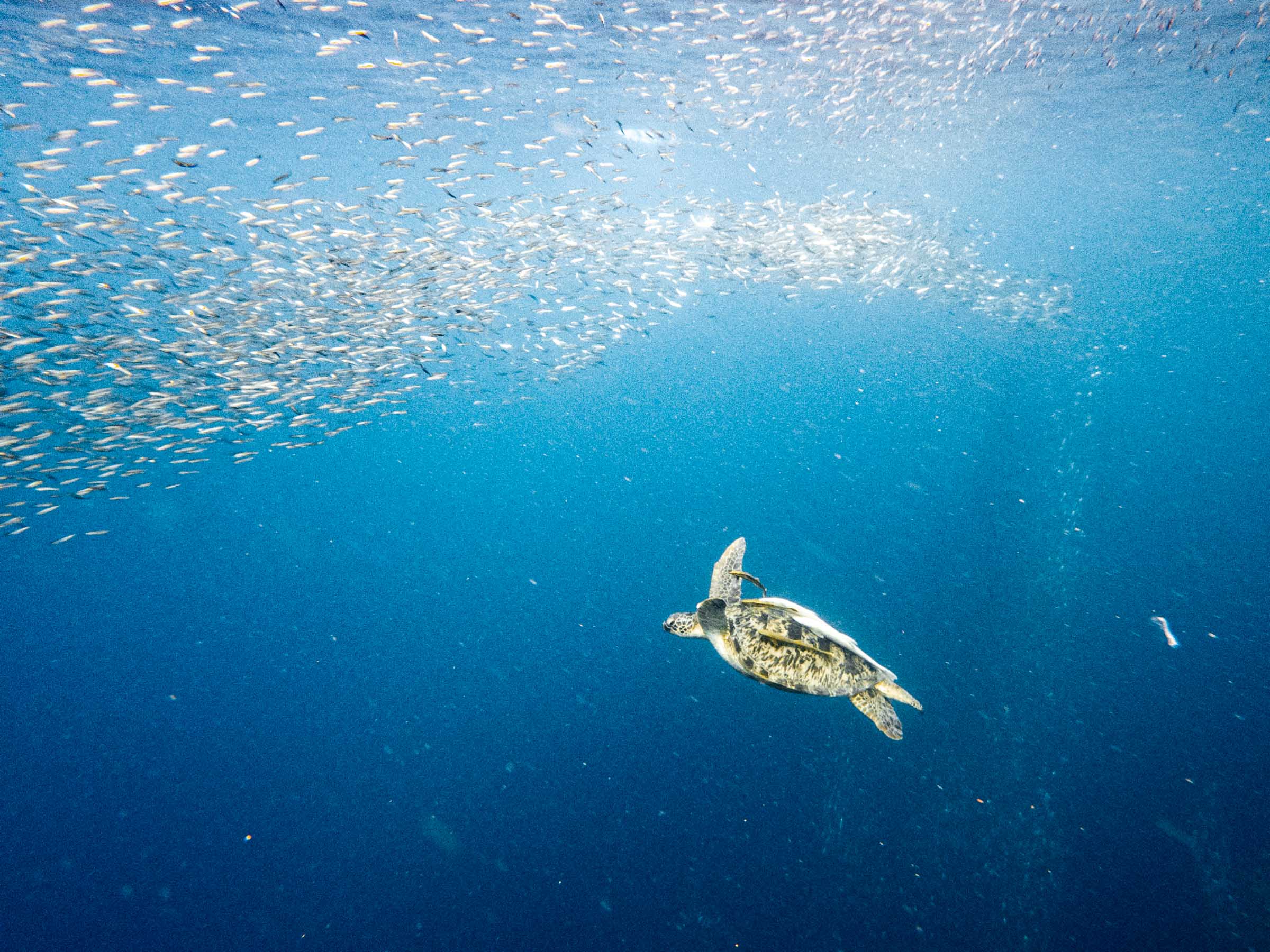 How to See the Moalboal Sardine Run Without a Tour 1 Moalboal Sardine Run turtle