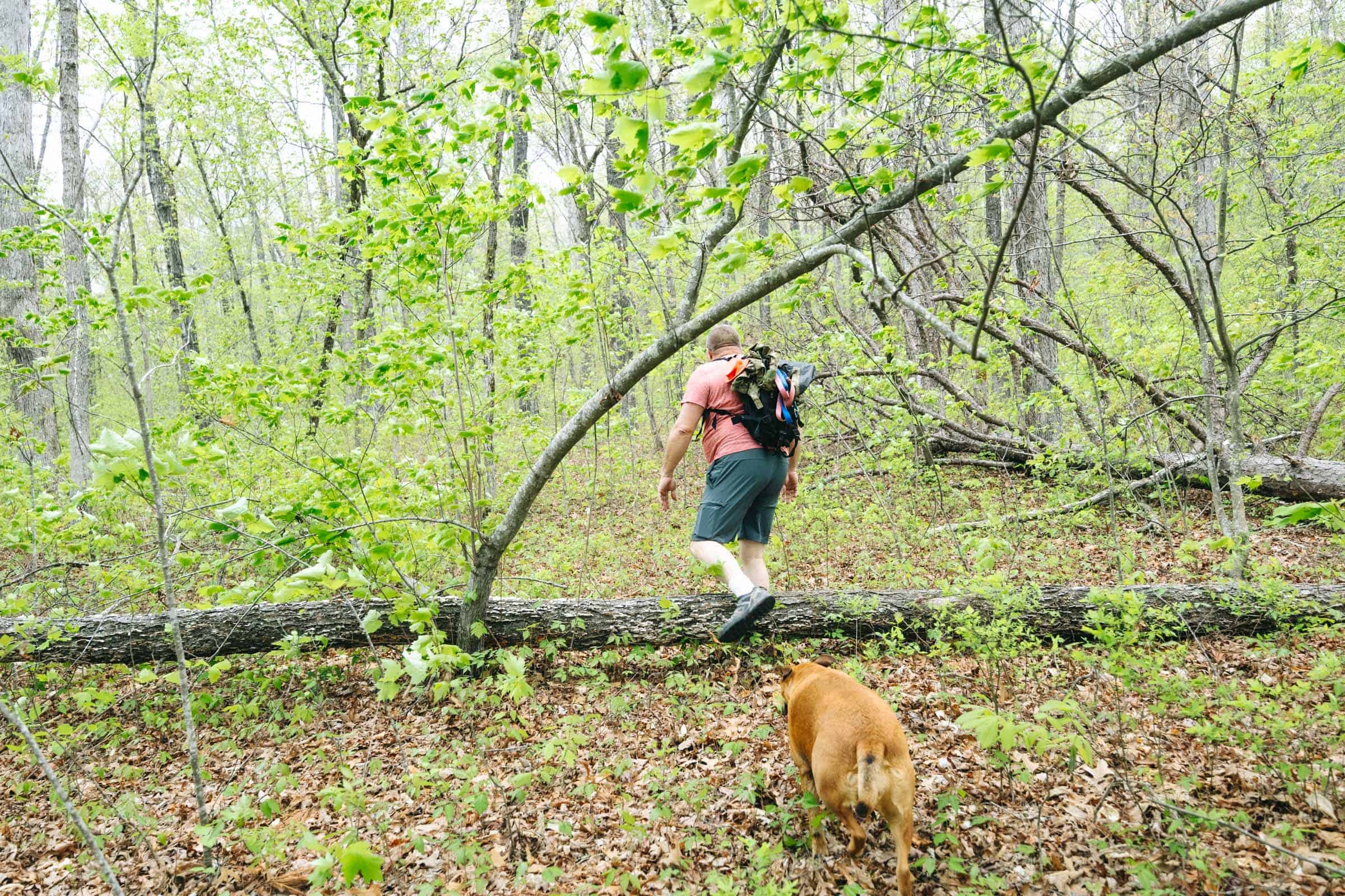 Fallen tree at Glory Hole Waterfall Trail