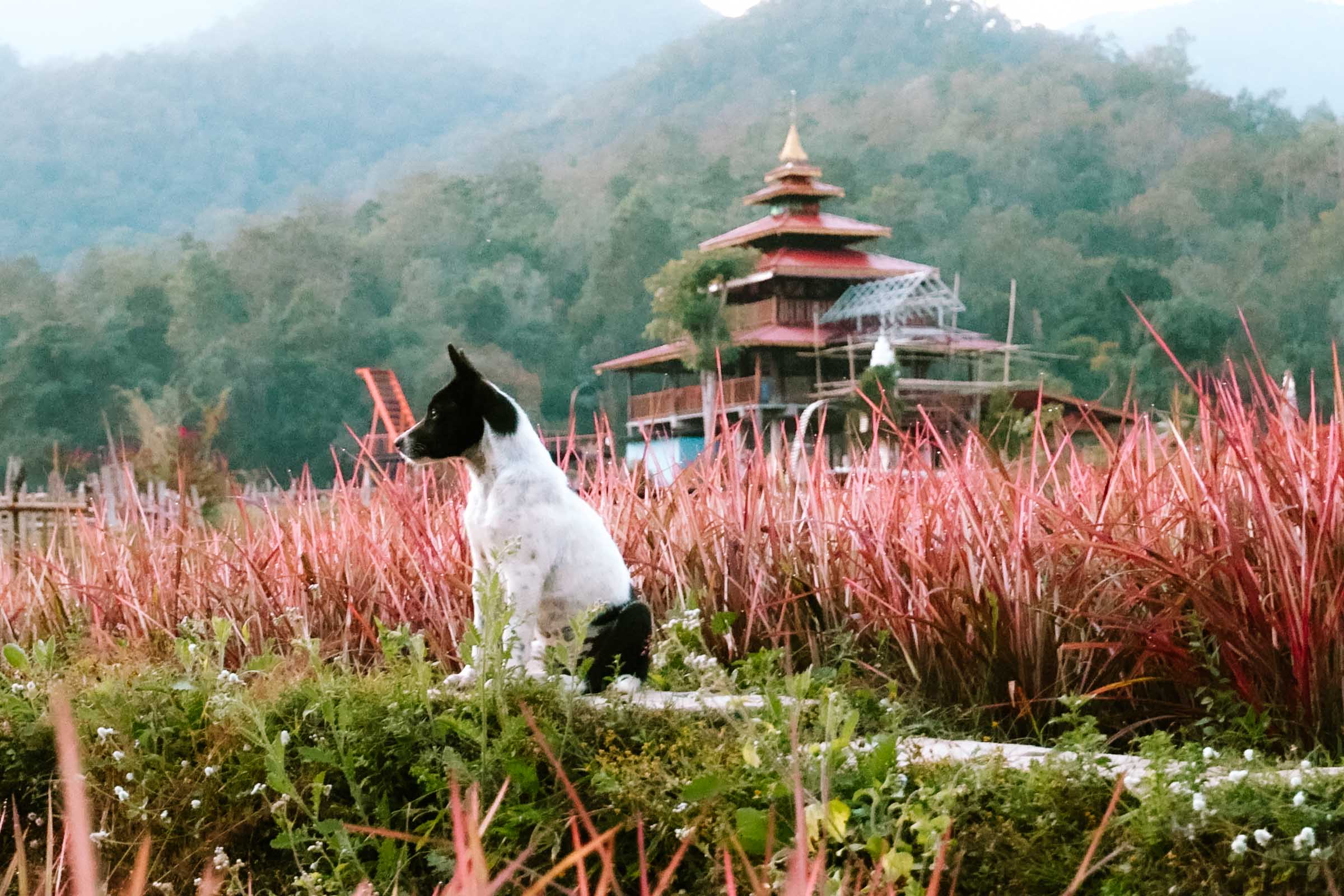 Dog at kho ku so bamboo bridge Pai