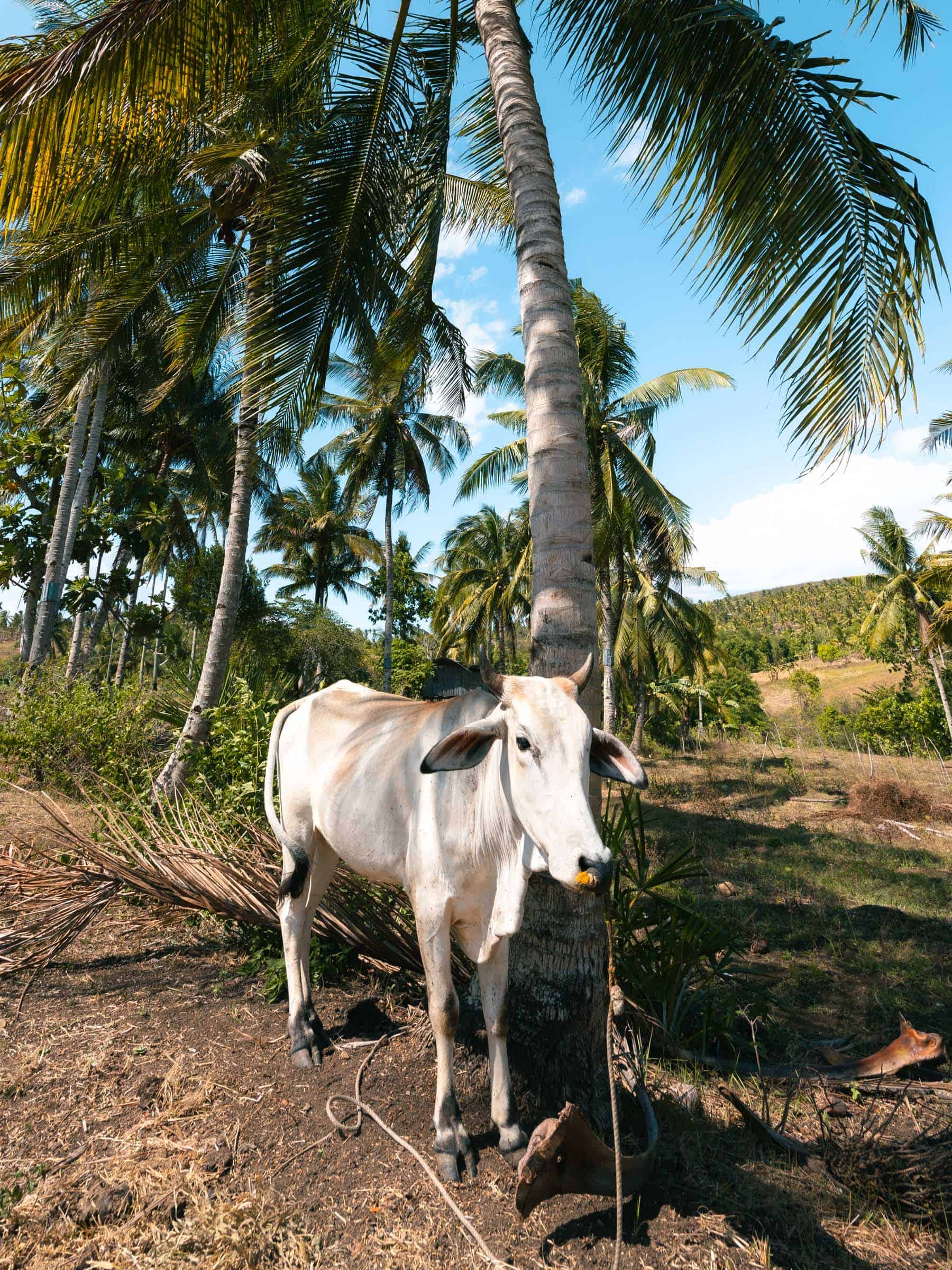 cow at lusno falls cebu