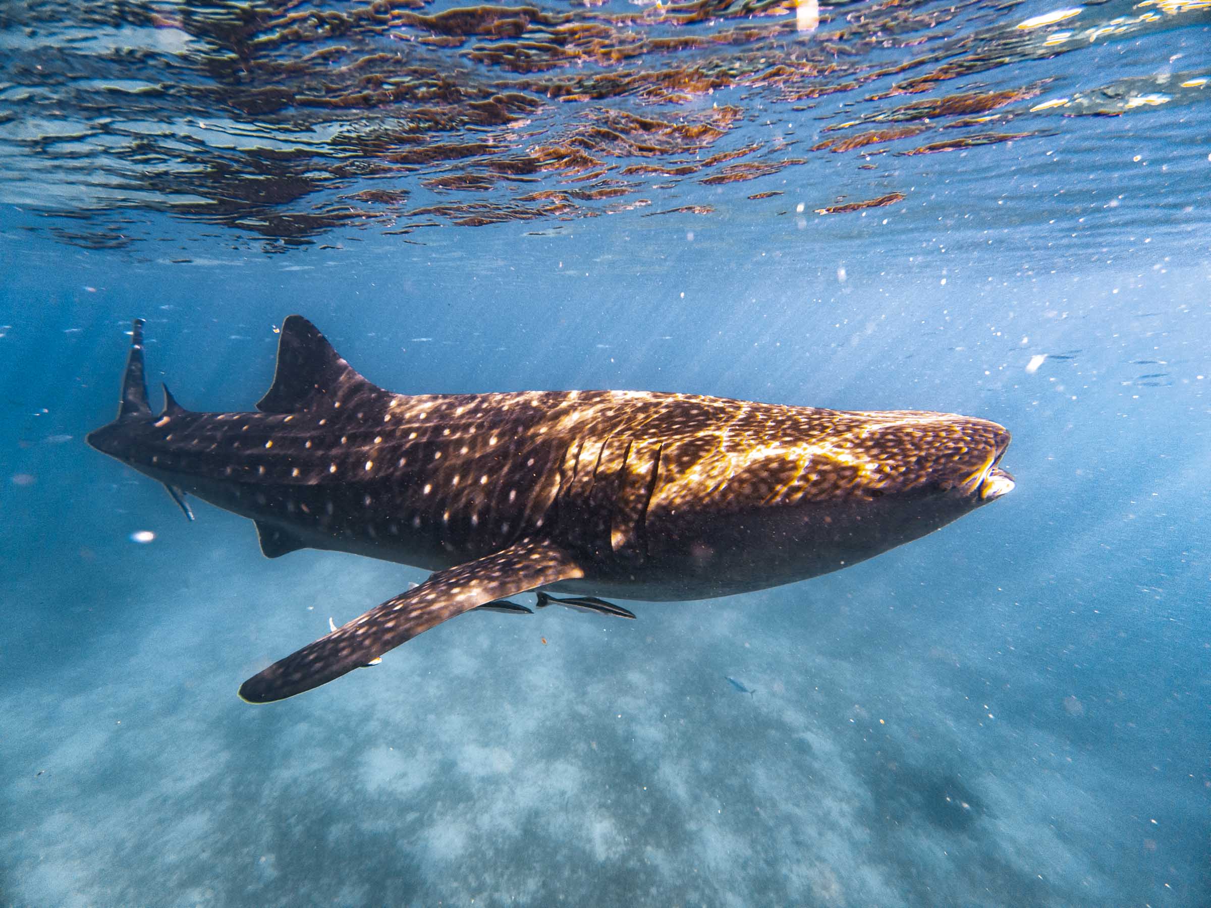Oslob Whale Shark Watching: Complete Guide 10 Oslob Whale Shark