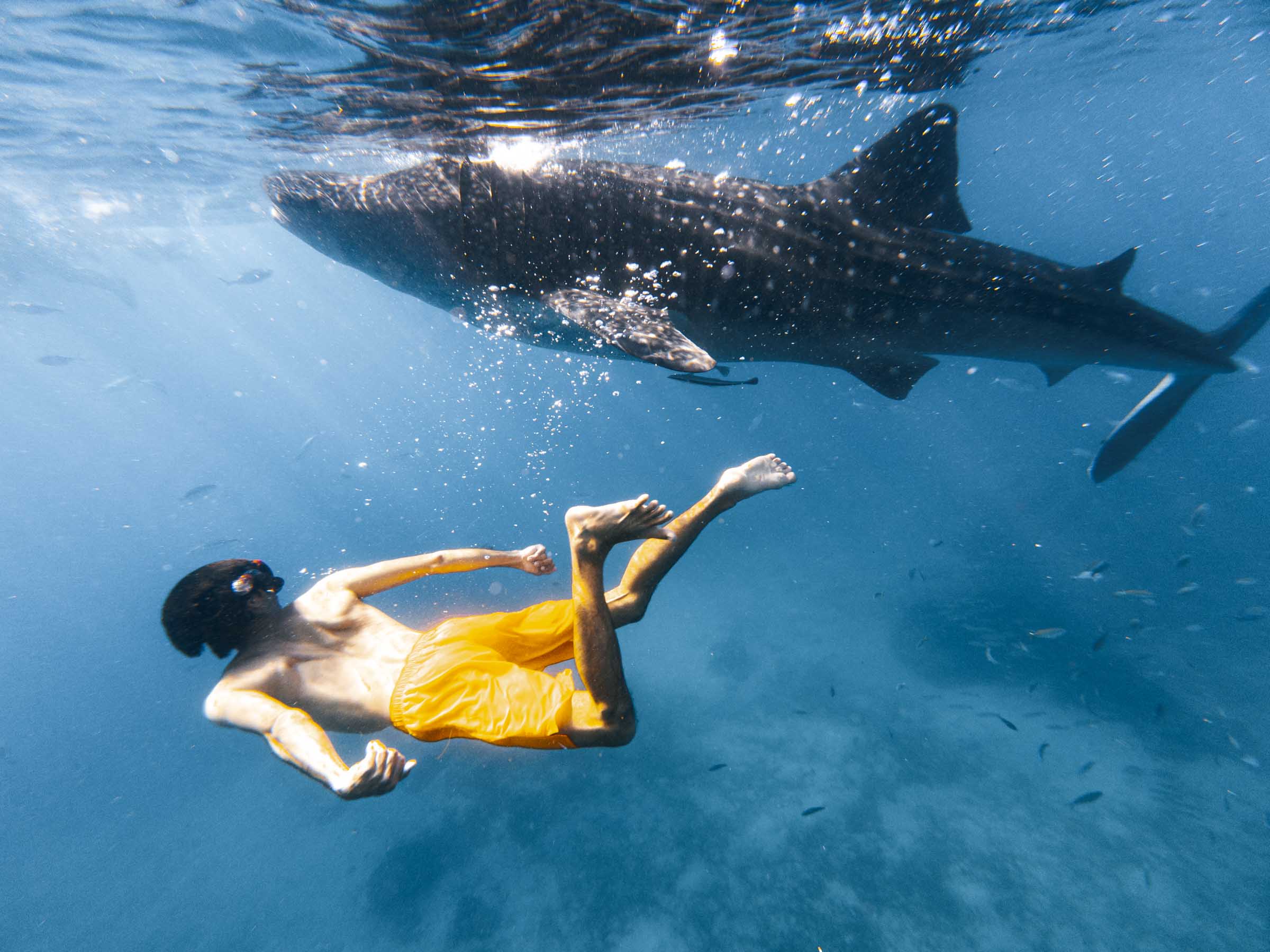 Snorkeling with whale shark in Oslob
